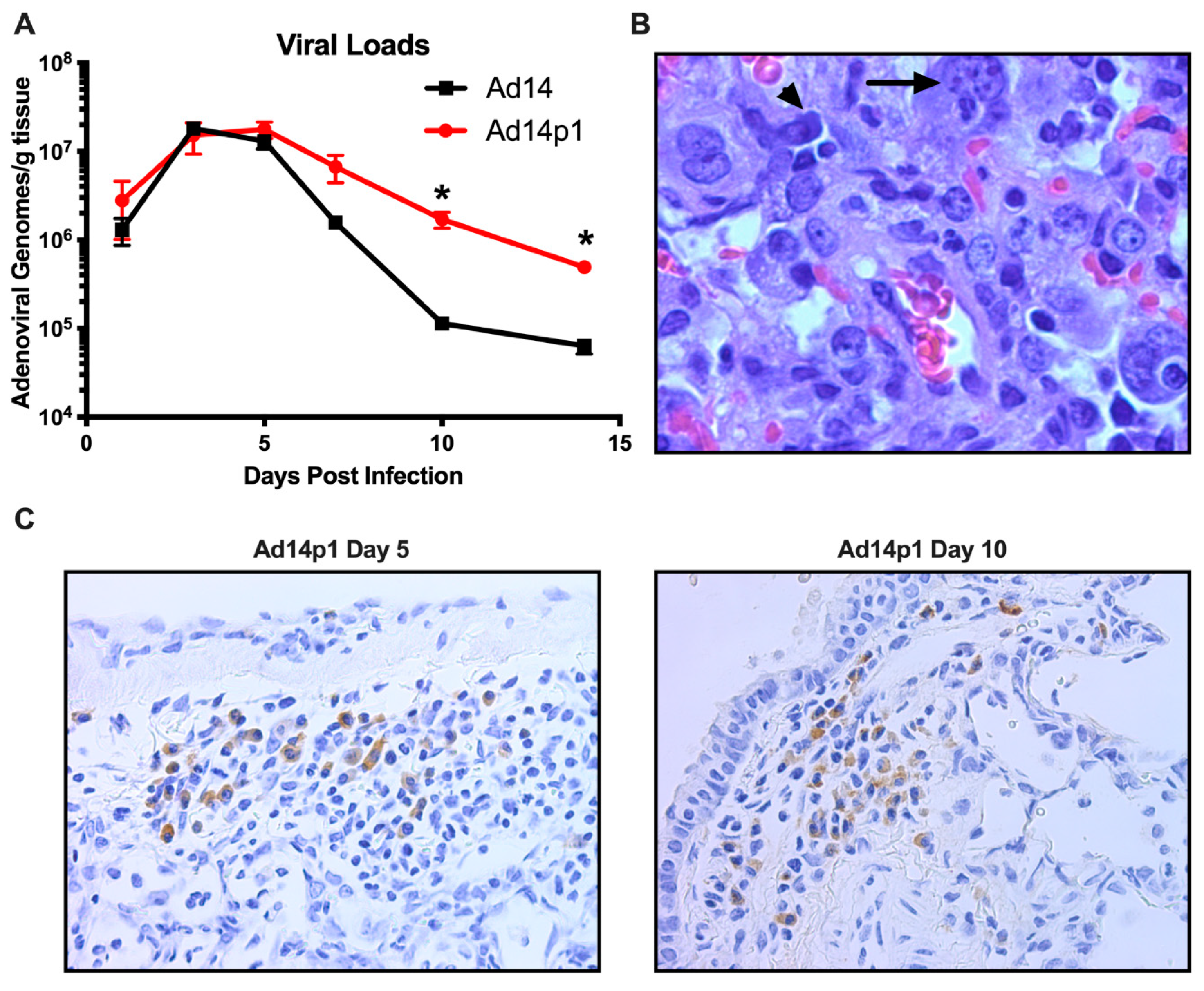 Viruses 12 00595 g006 Viruses 12 00595 g006