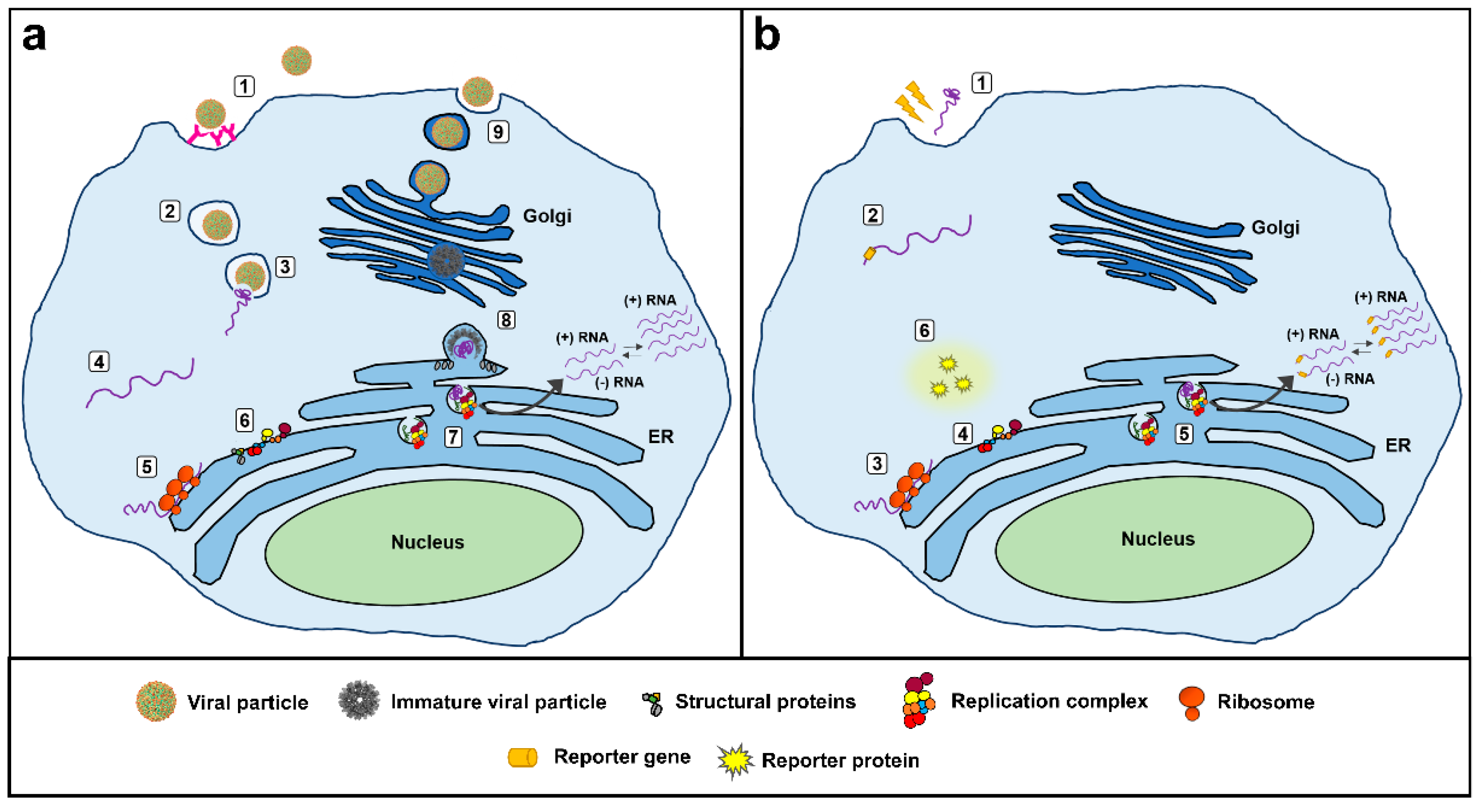 Viruses Free Full Text Reporter Replicons For Antiviral Drug Discovery Against Positive Single Stranded Rna Viruses Html