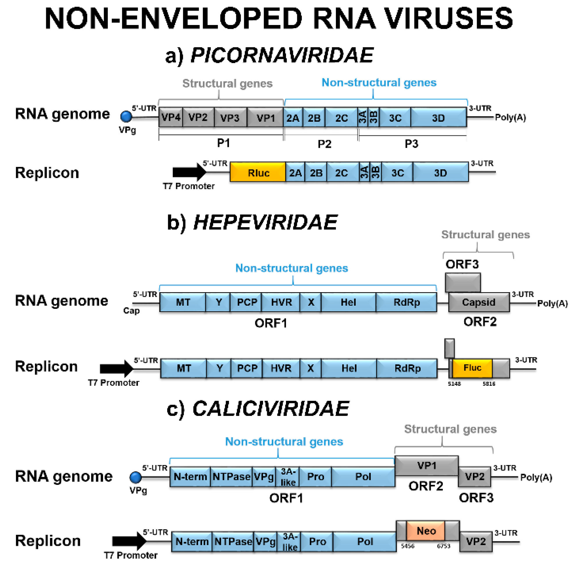 Viruses 12 00598 g003 Viruses 12 00598 g003