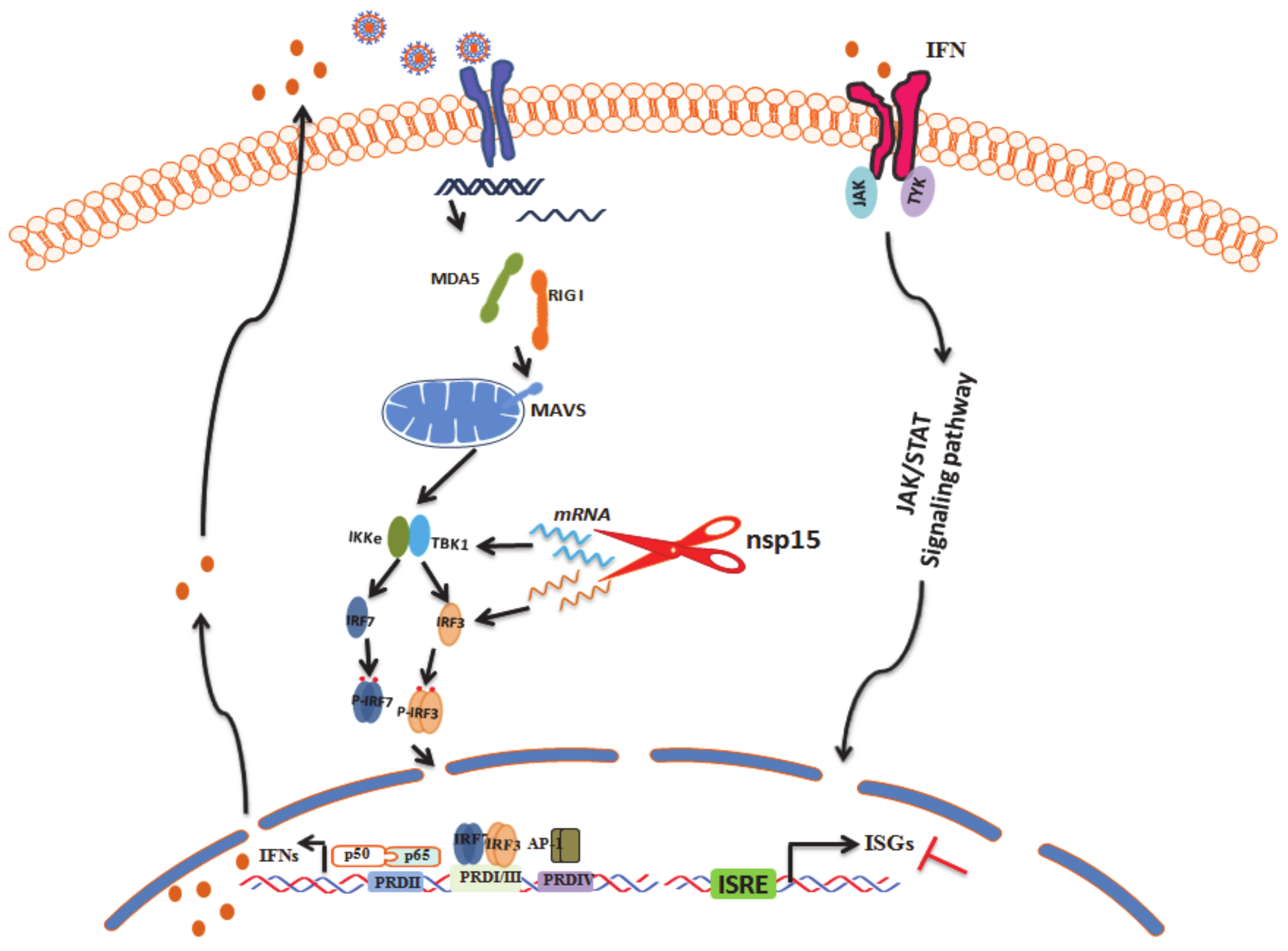 Viruses 12 00599 g008 Viruses 12 00599 g008