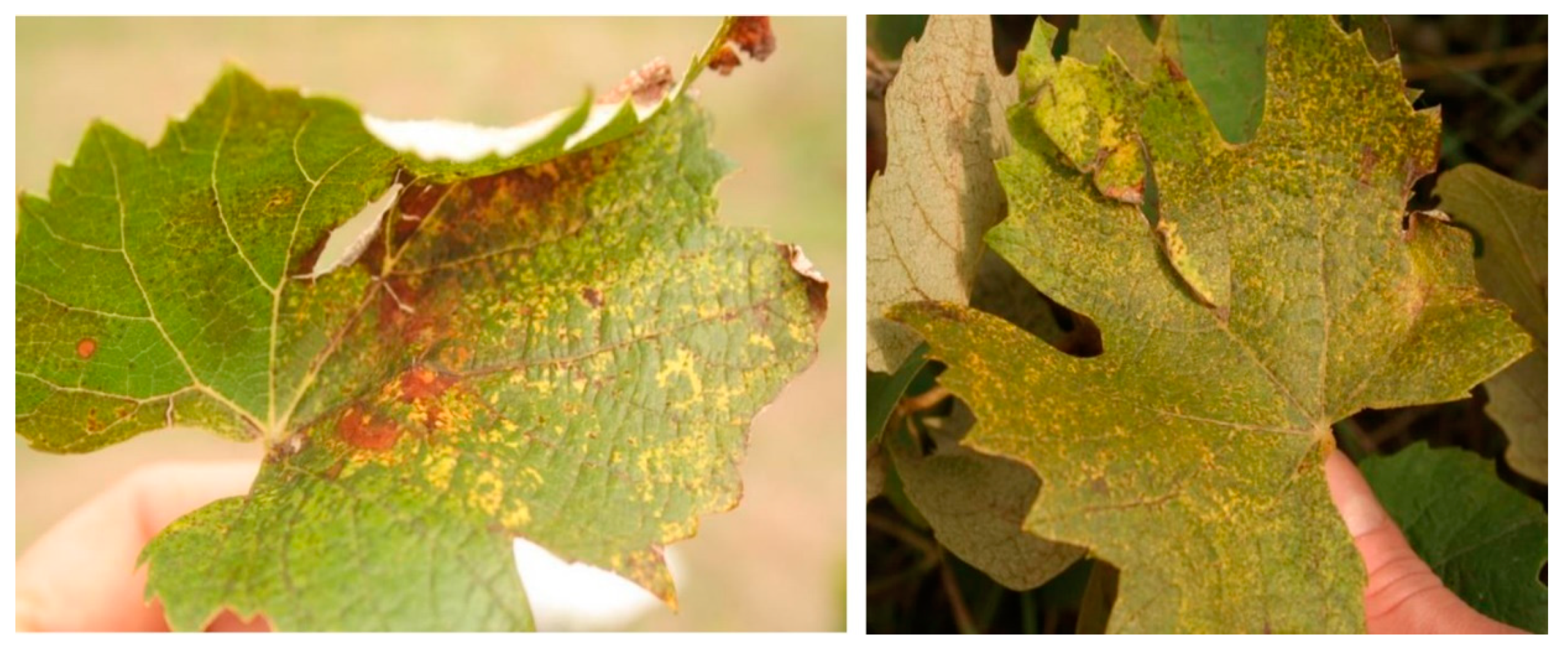 Viruses 12 00602 g001 Viruses 12 00602 g001