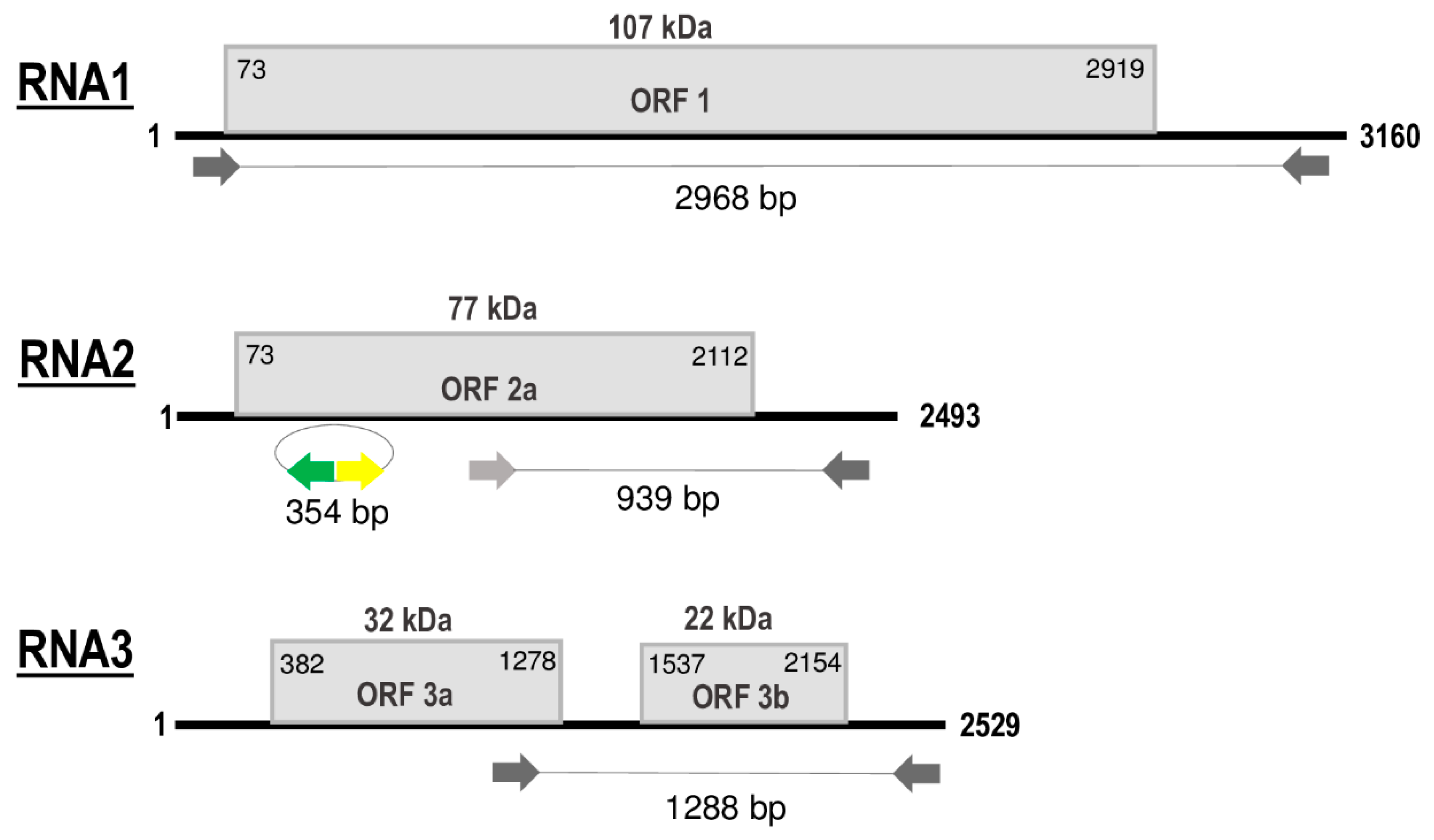 Viruses 12 00602 g002 Viruses 12 00602 g002
