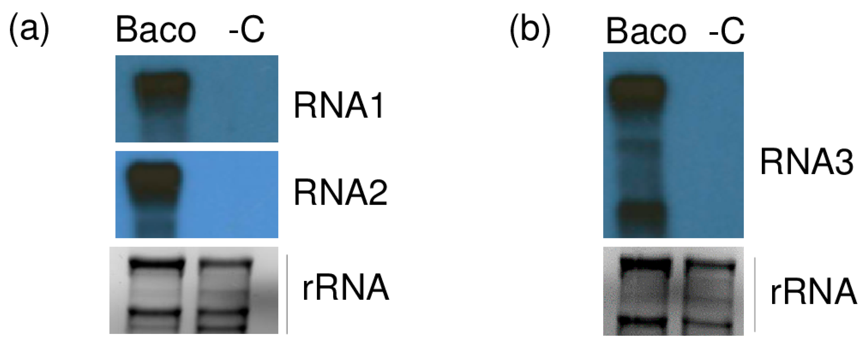 Viruses 12 00602 g004 Viruses 12 00602 g004