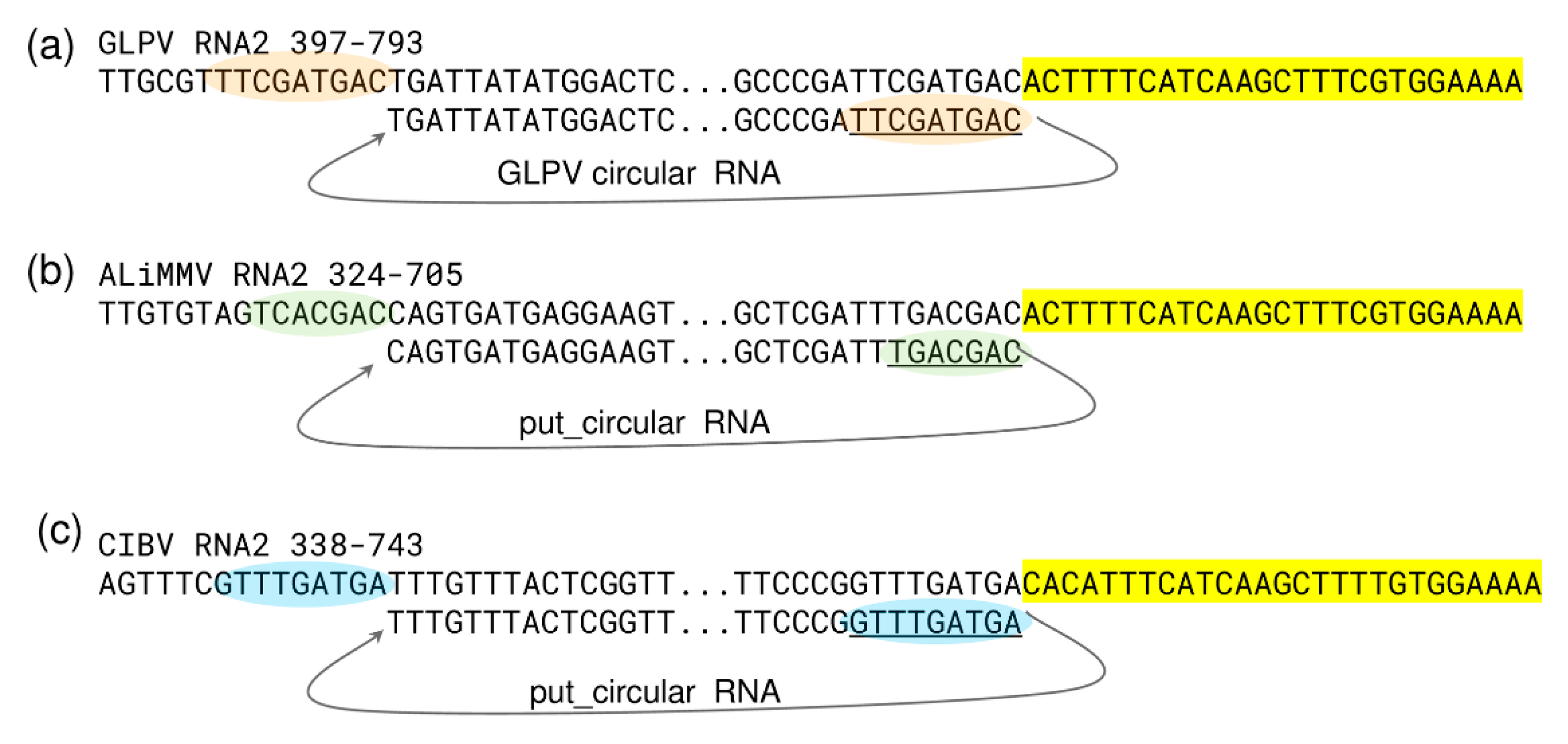 Viruses 12 00602 g007 Viruses 12 00602 g007