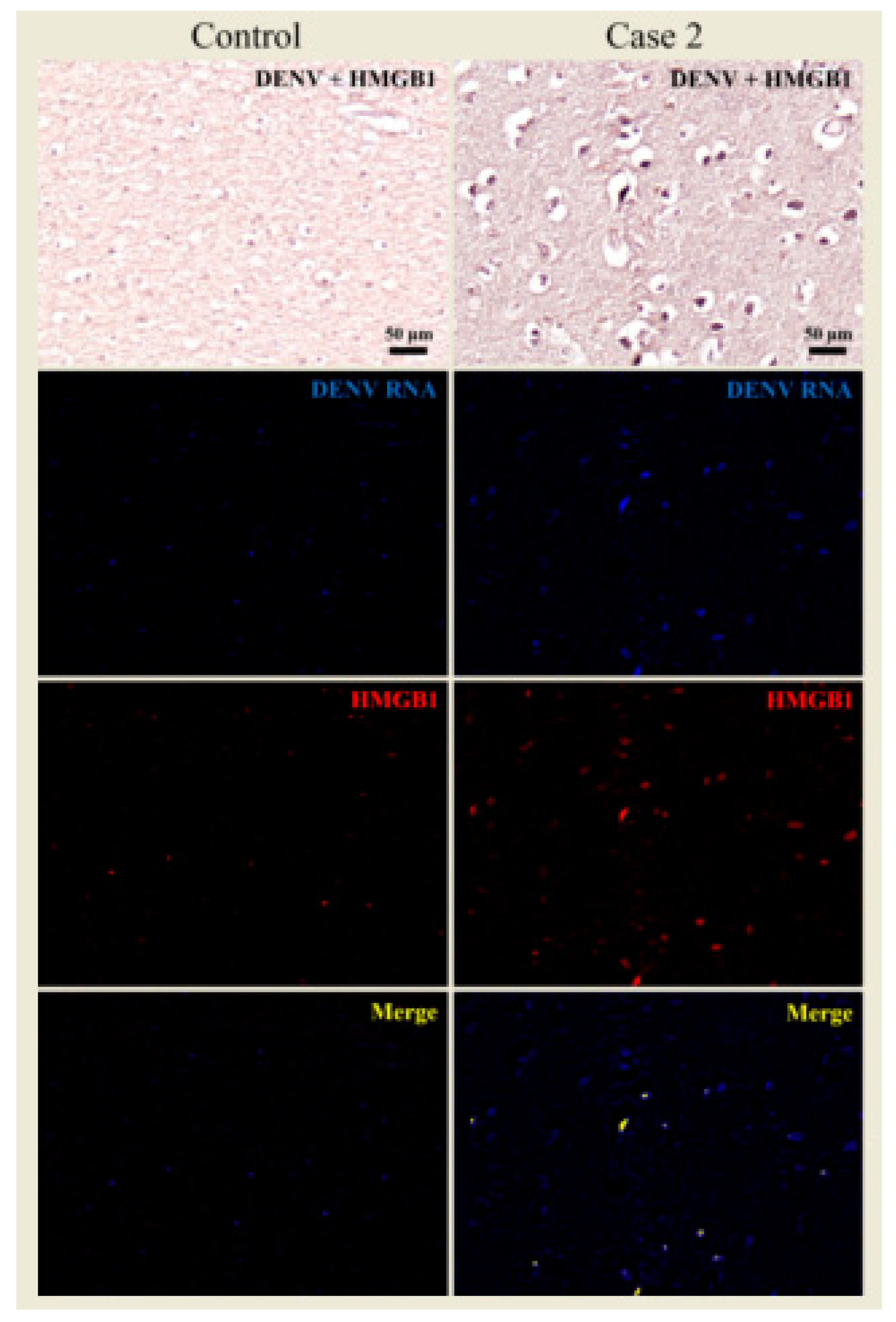 Viruses 12 00603 g007