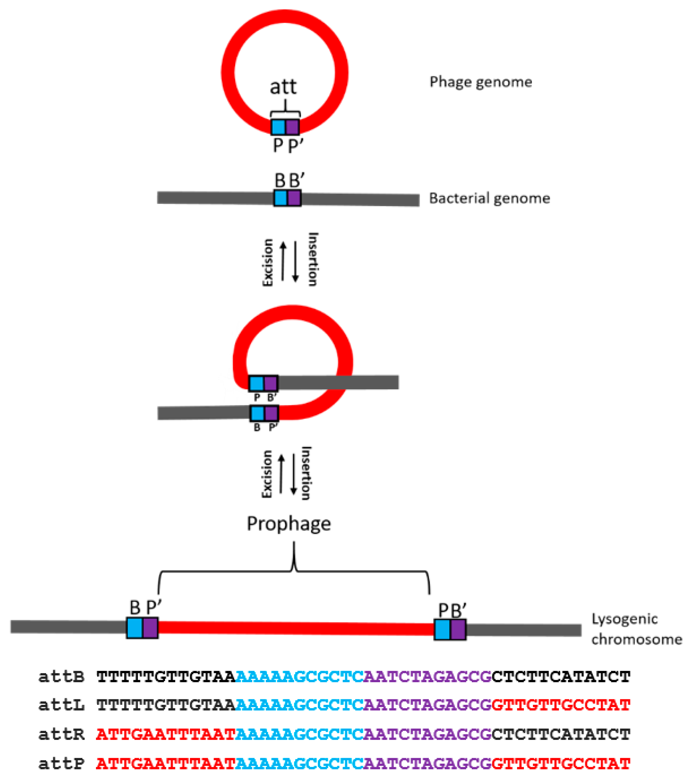 Viruses 12 00604 g006
