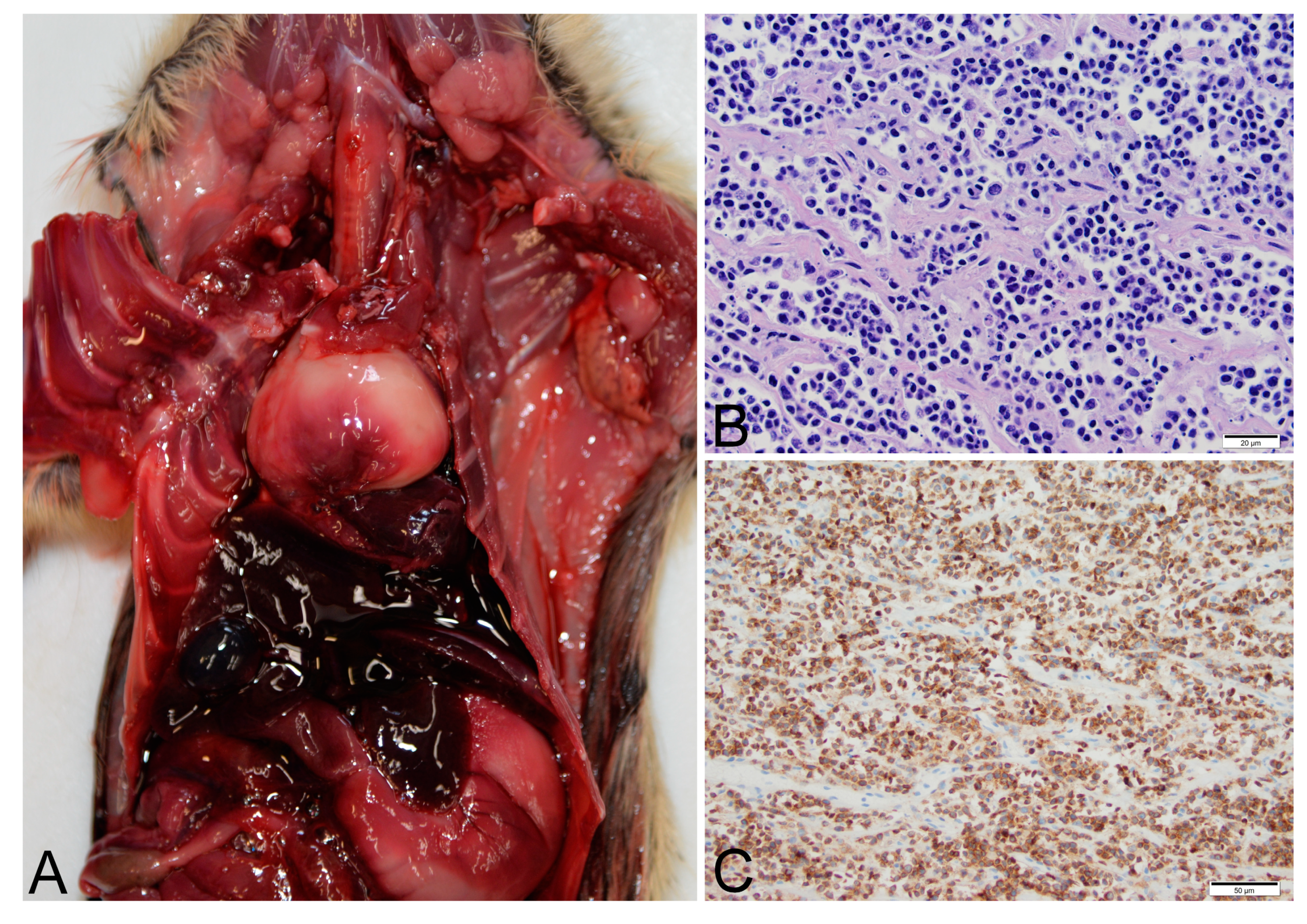 Viruses 12 00606 g001