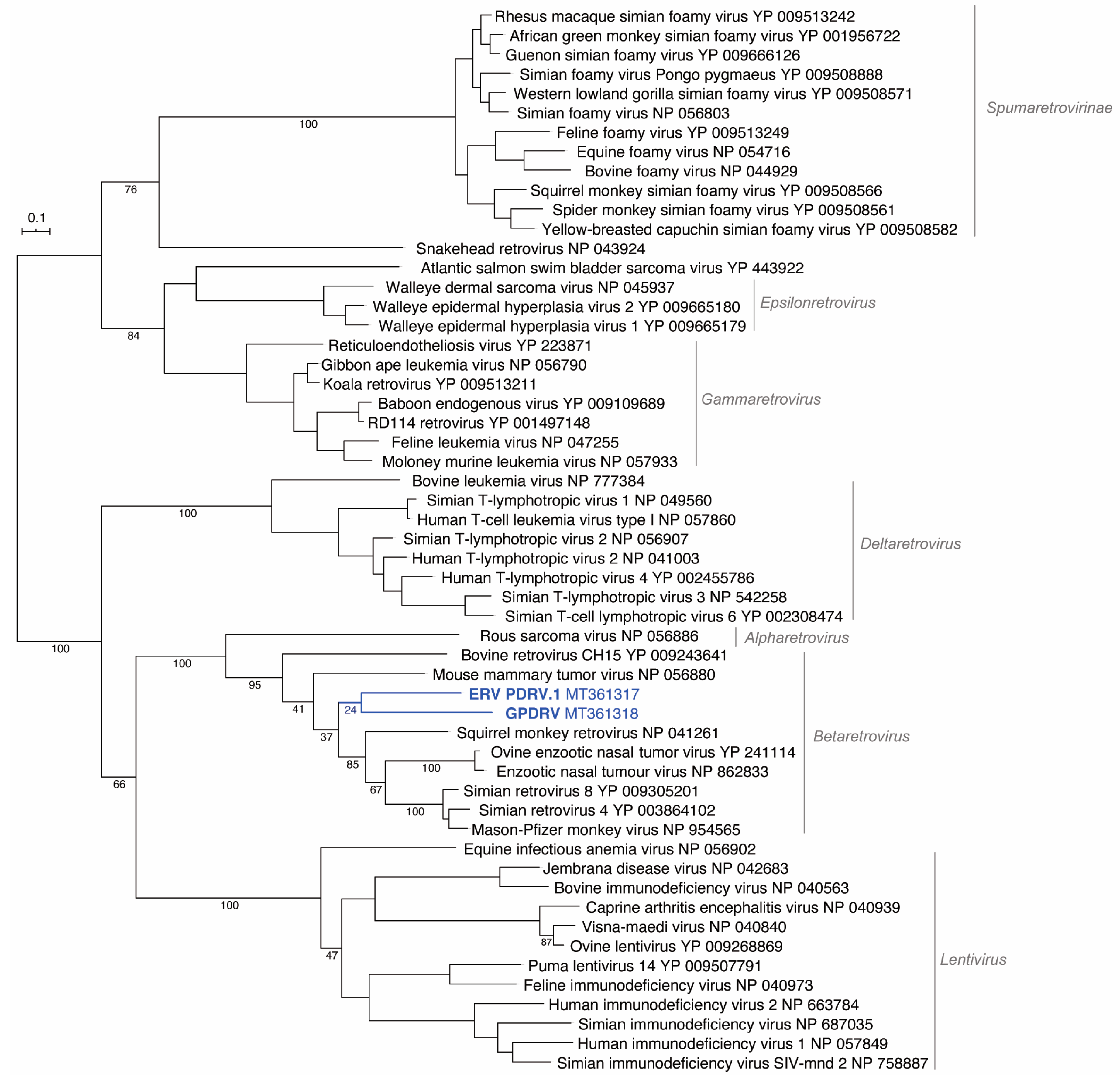 Viruses 12 00606 g004
