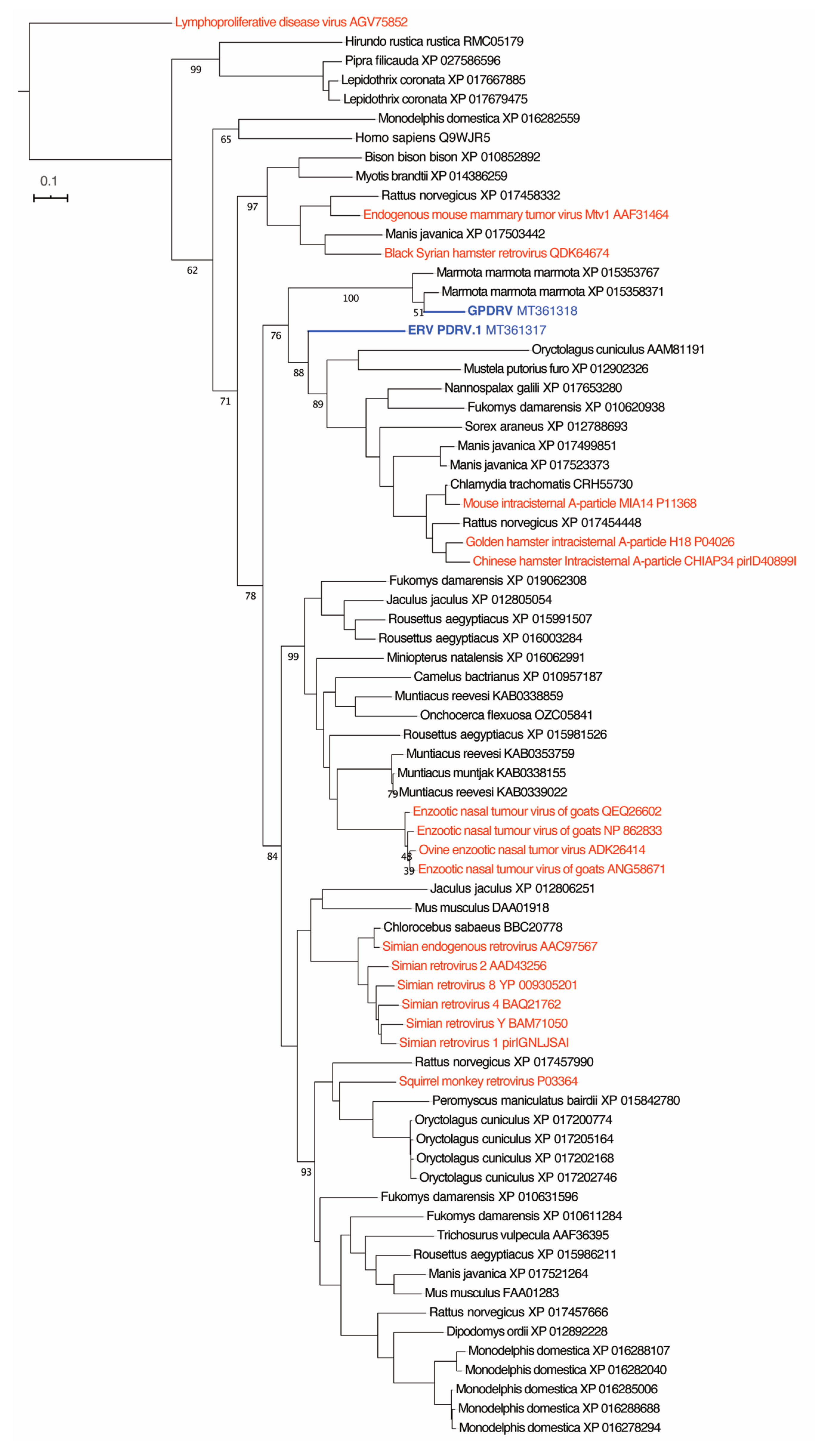 Viruses 12 00606 g005