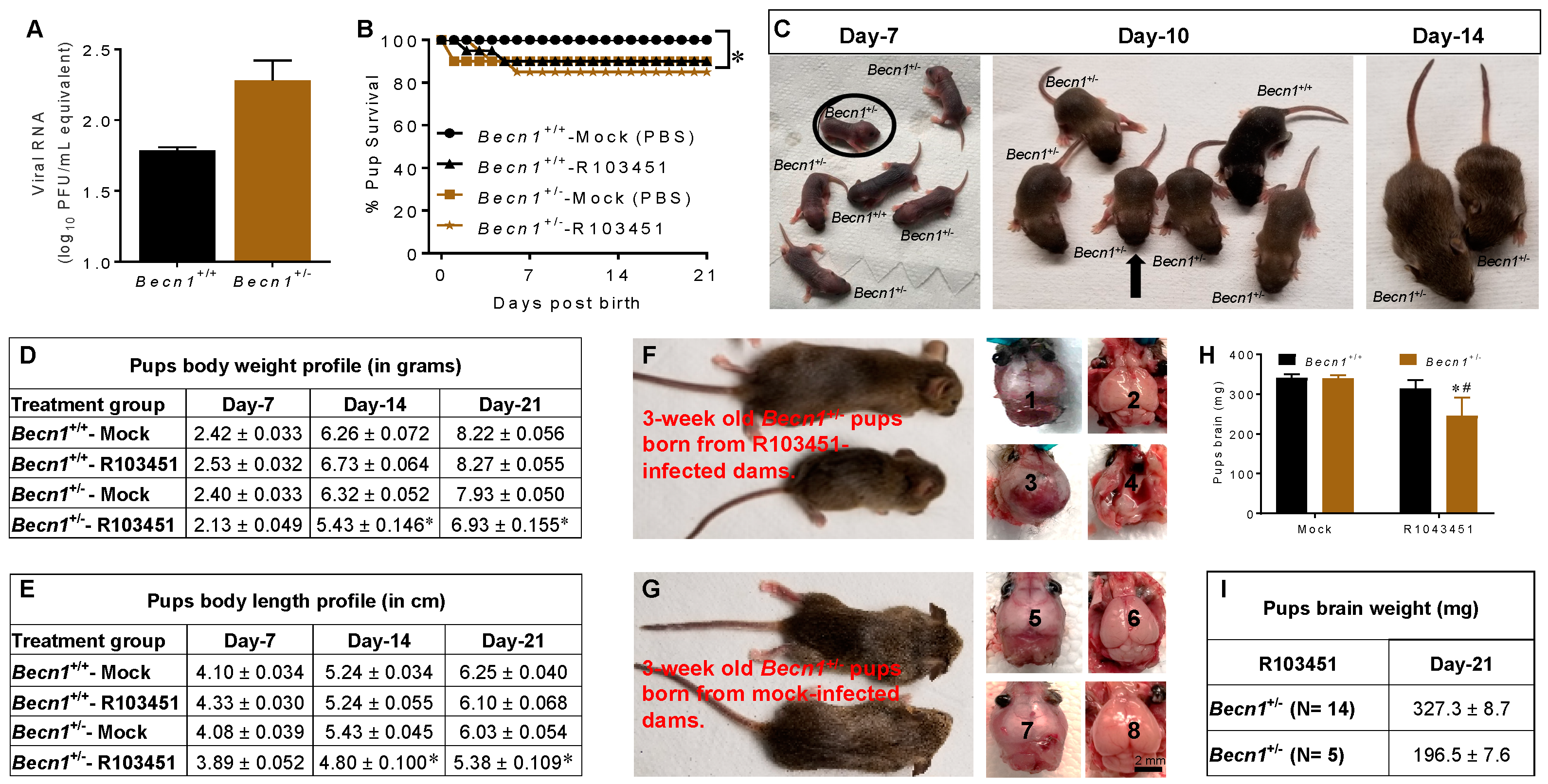 Viruses 12 00608 g002 Viruses 12 00608 g002