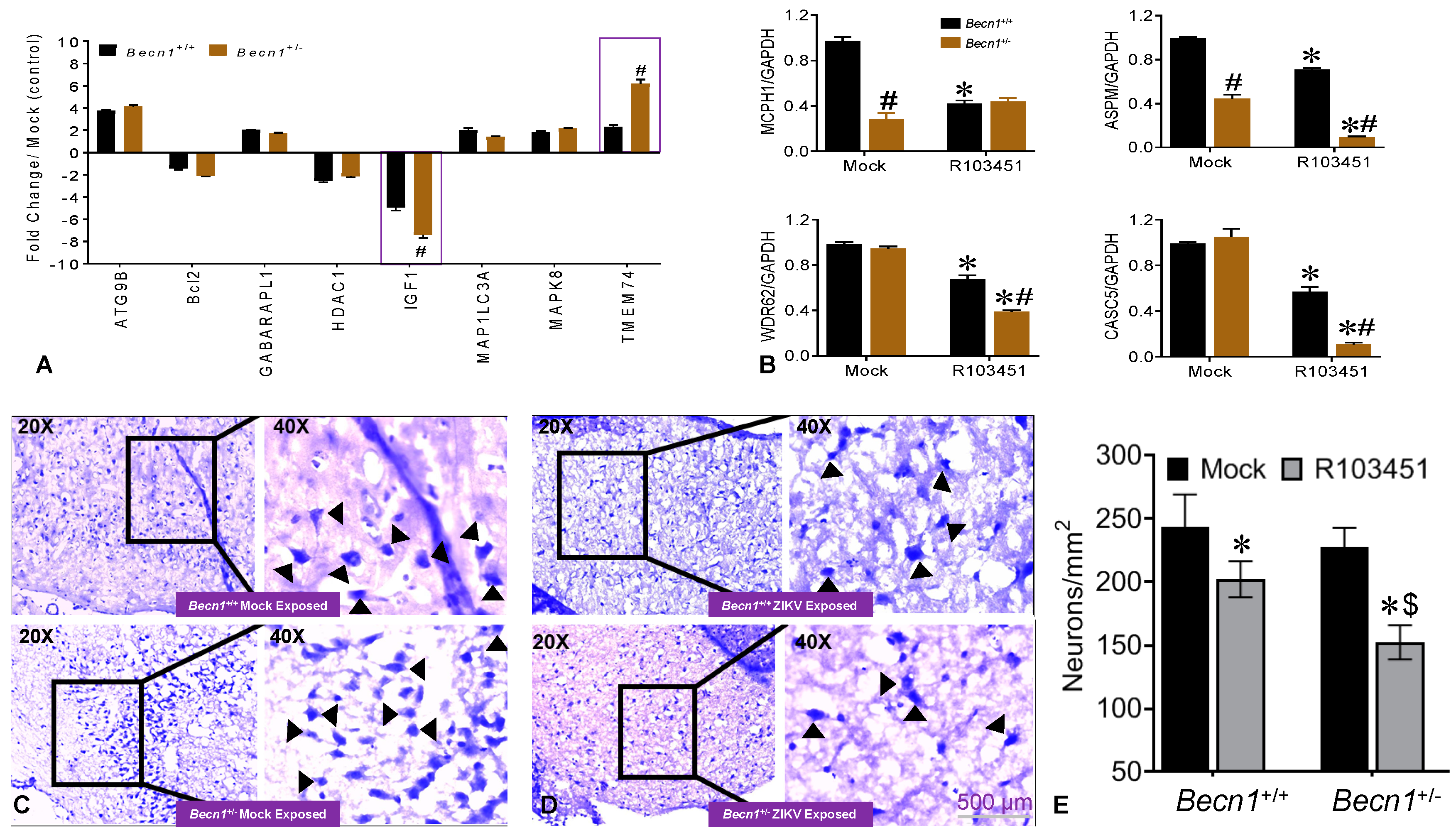 Viruses 12 00608 g003 Viruses 12 00608 g003