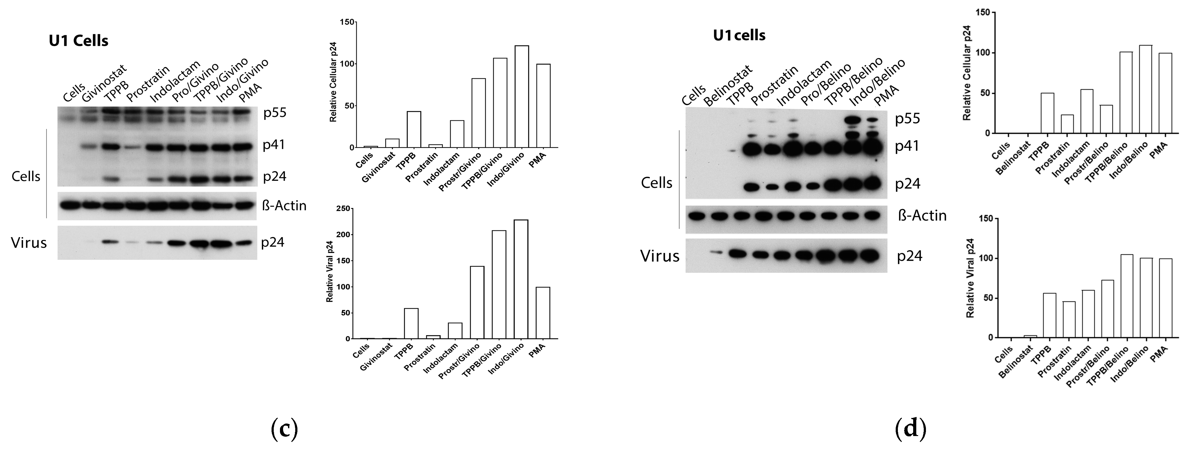 Viruses 12 00609 g007b
