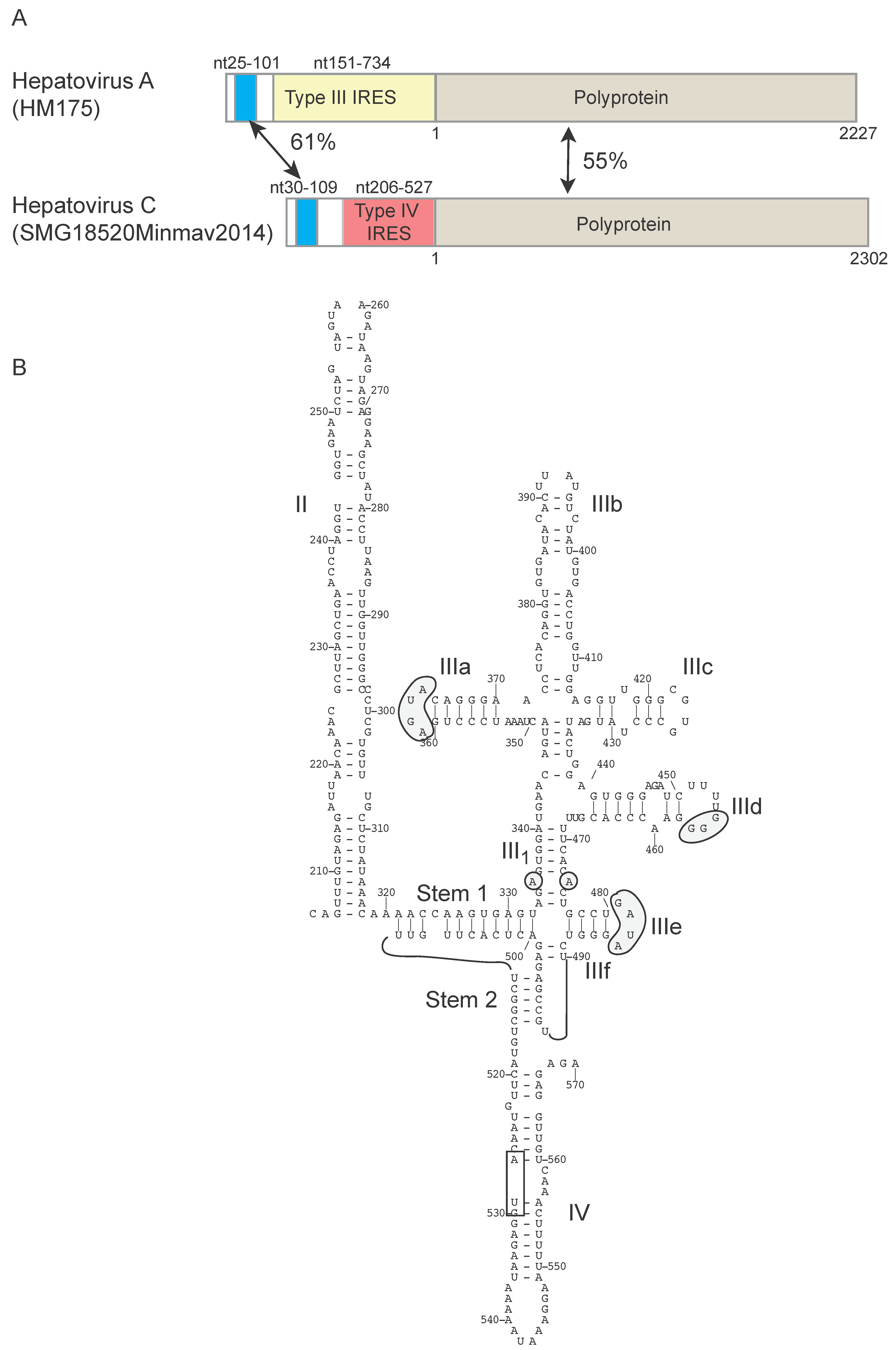 Viruses 12 00612 g003 Viruses 12 00612 g003
