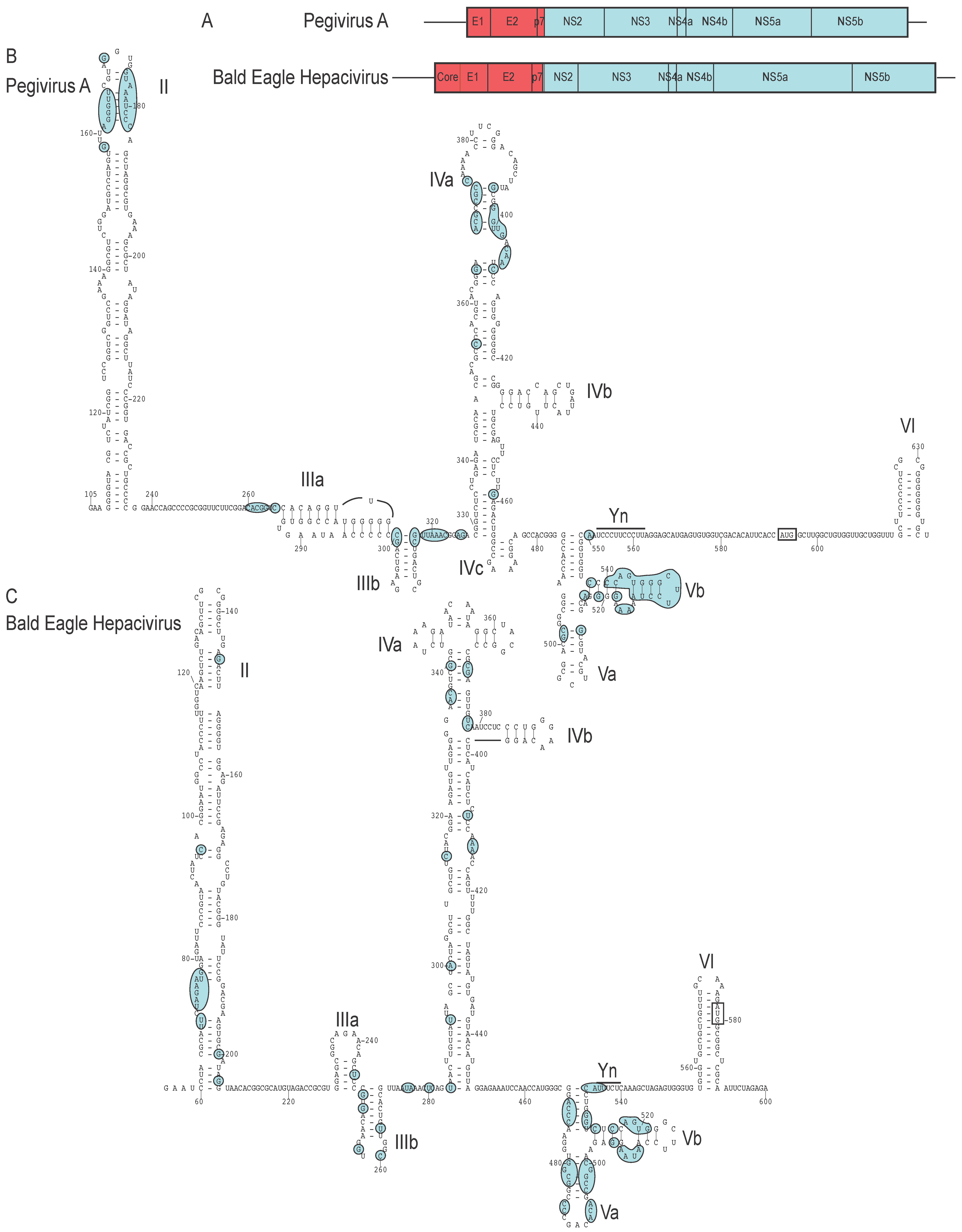 Viruses 12 00612 g006 Viruses 12 00612 g006