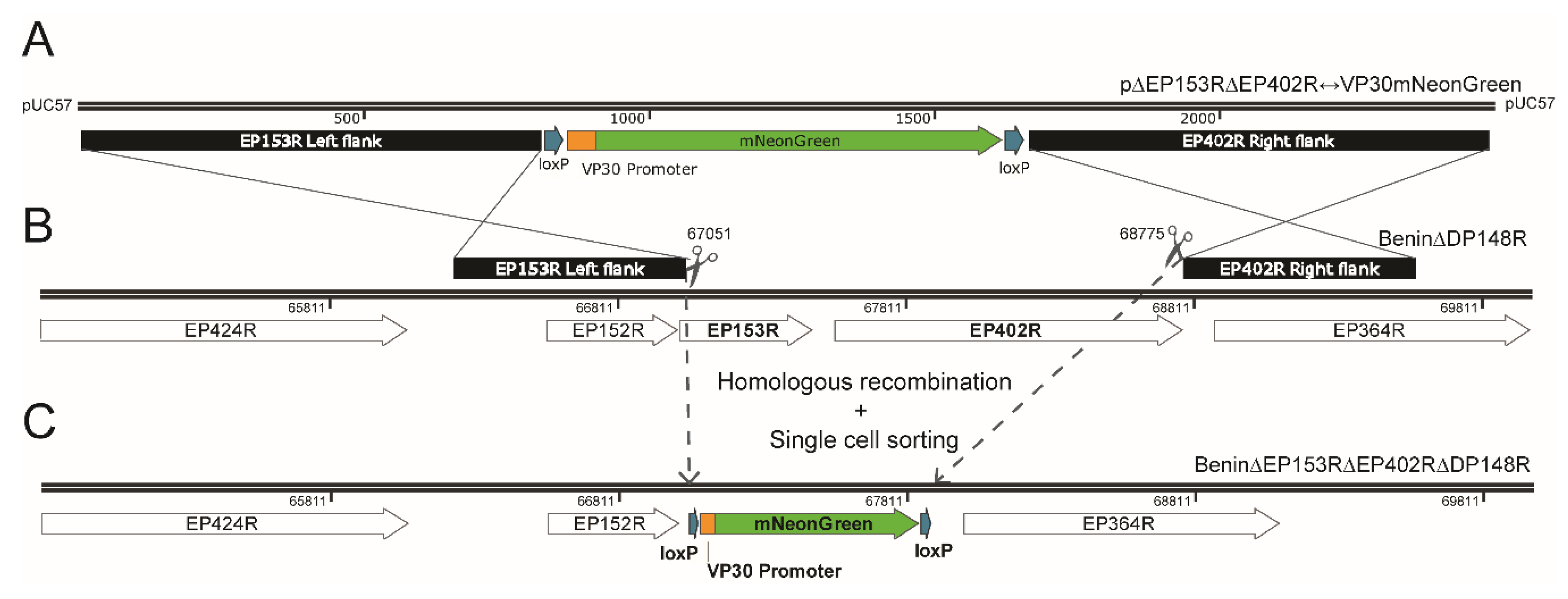 Viruses 12 00615 g001 Viruses 12 00615 g001