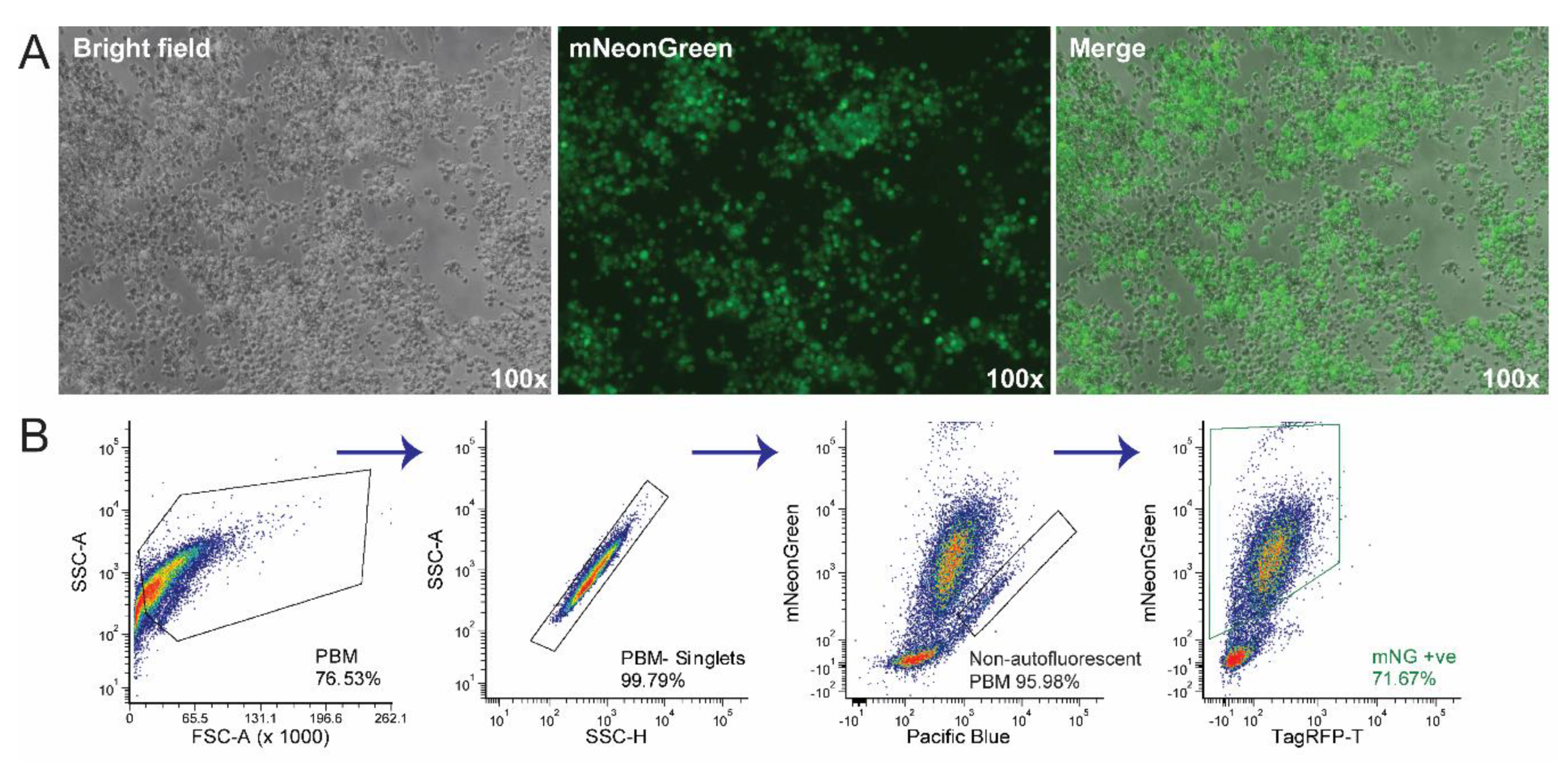Viruses 12 00615 g004 Viruses 12 00615 g004