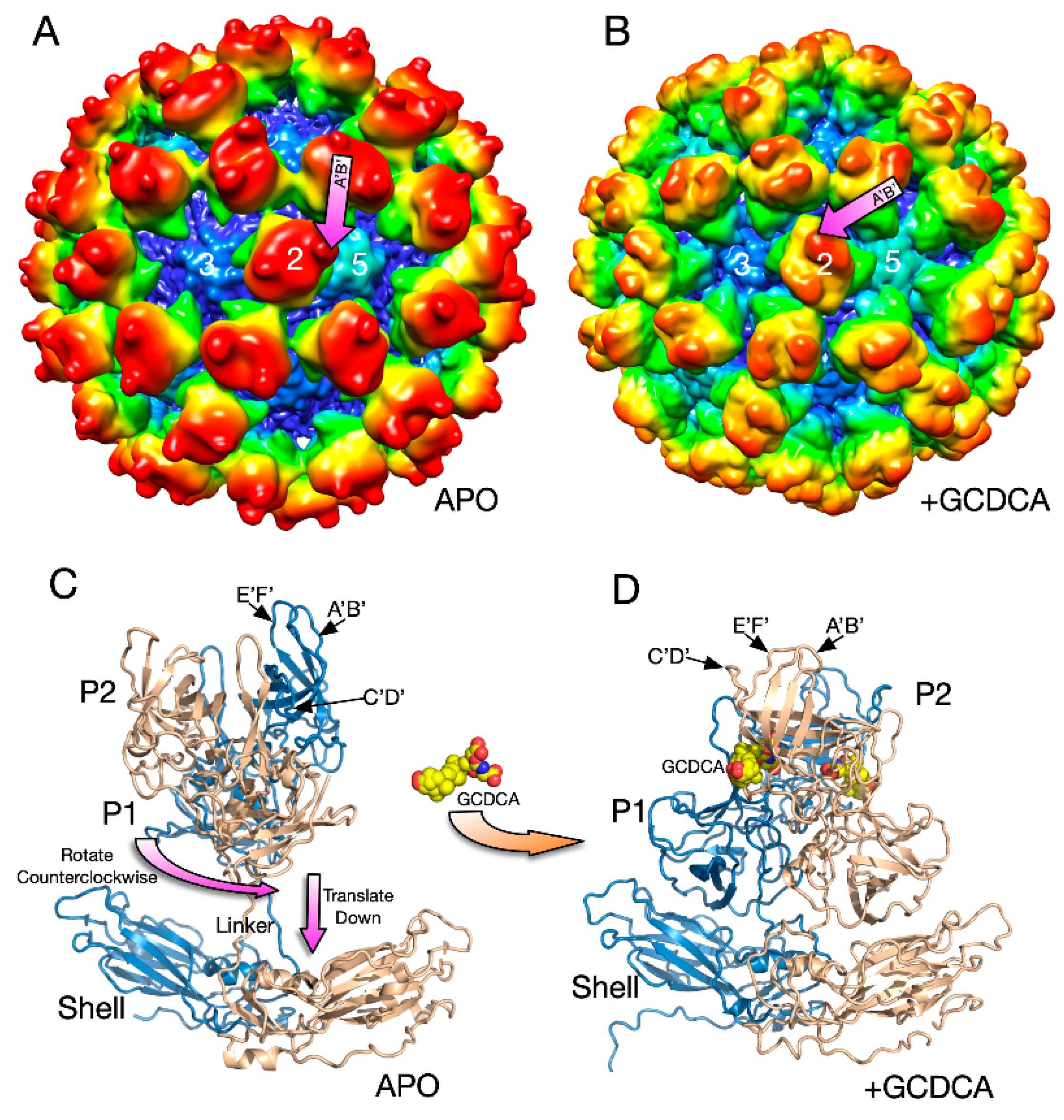 Viruses 12 00618 g005 Viruses 12 00618 g005