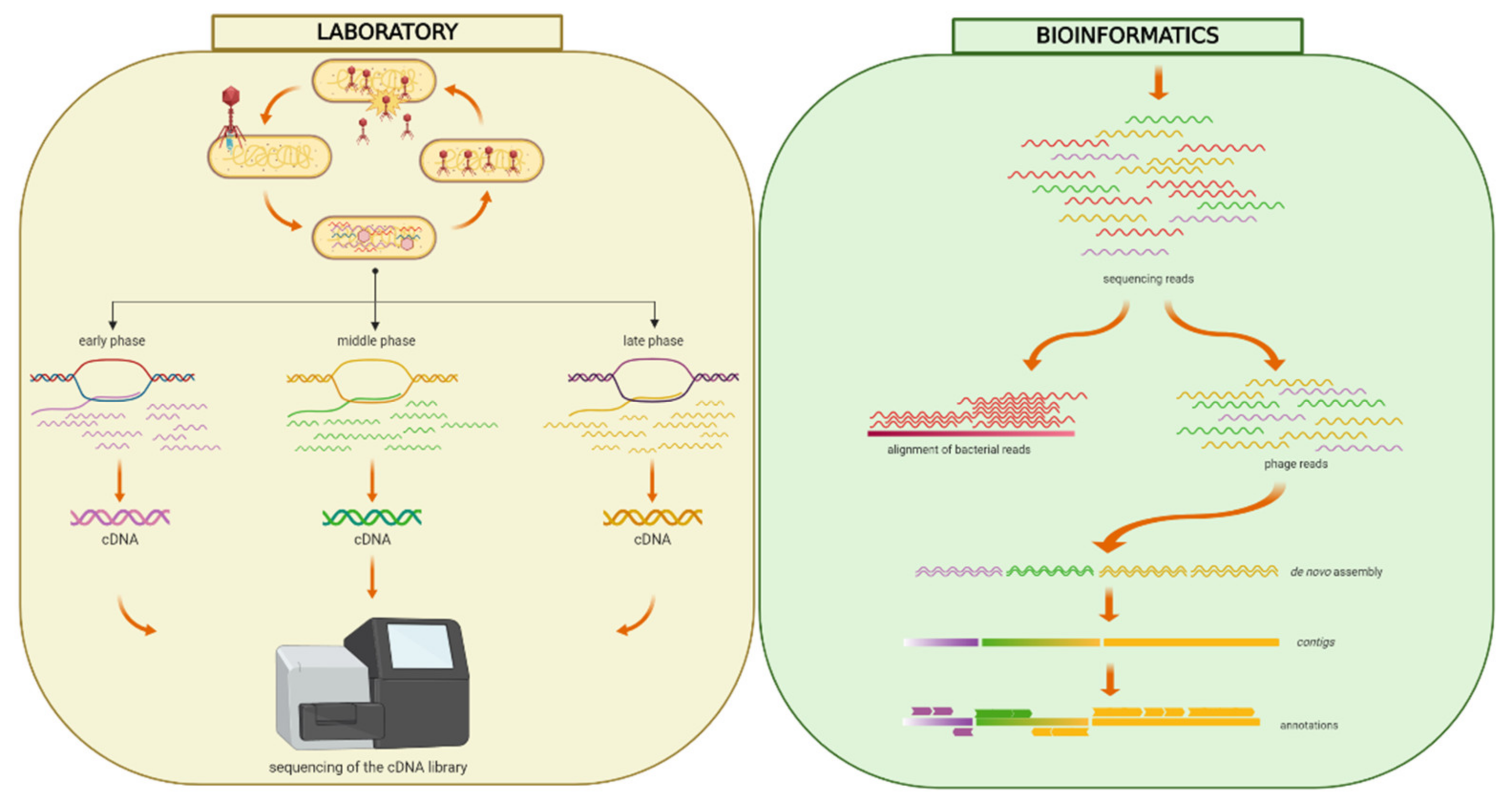 Viruses 12 00620 g001 Viruses 12 00620 g001