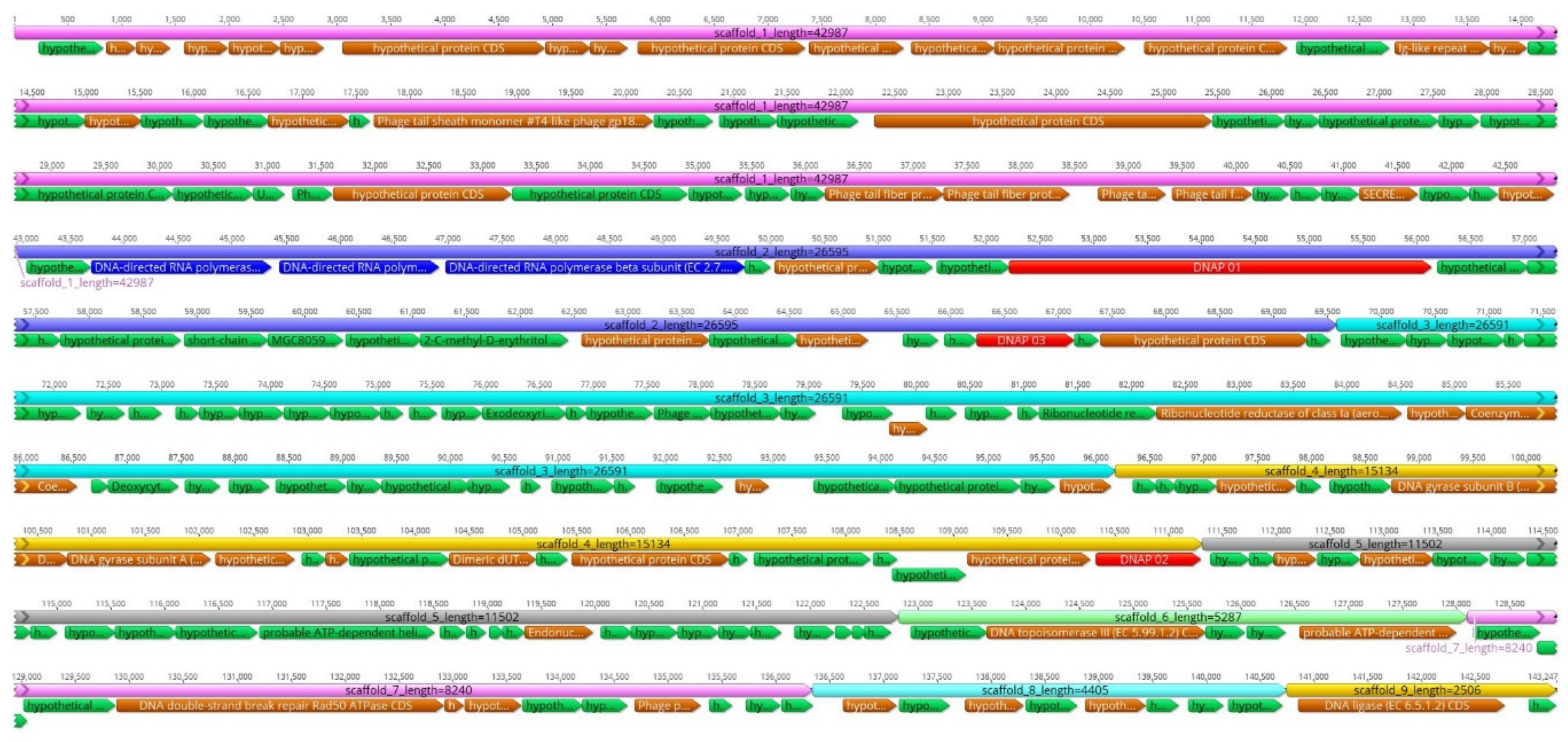 Viruses 12 00620 g002 Viruses 12 00620 g002