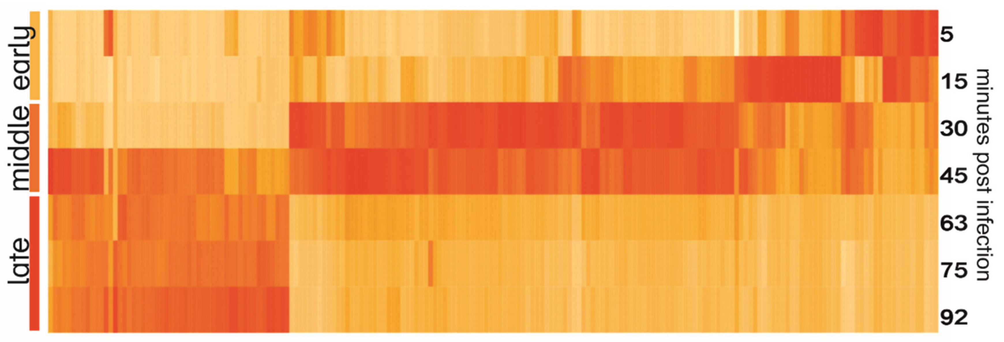 Viruses 12 00620 g003 Viruses 12 00620 g003