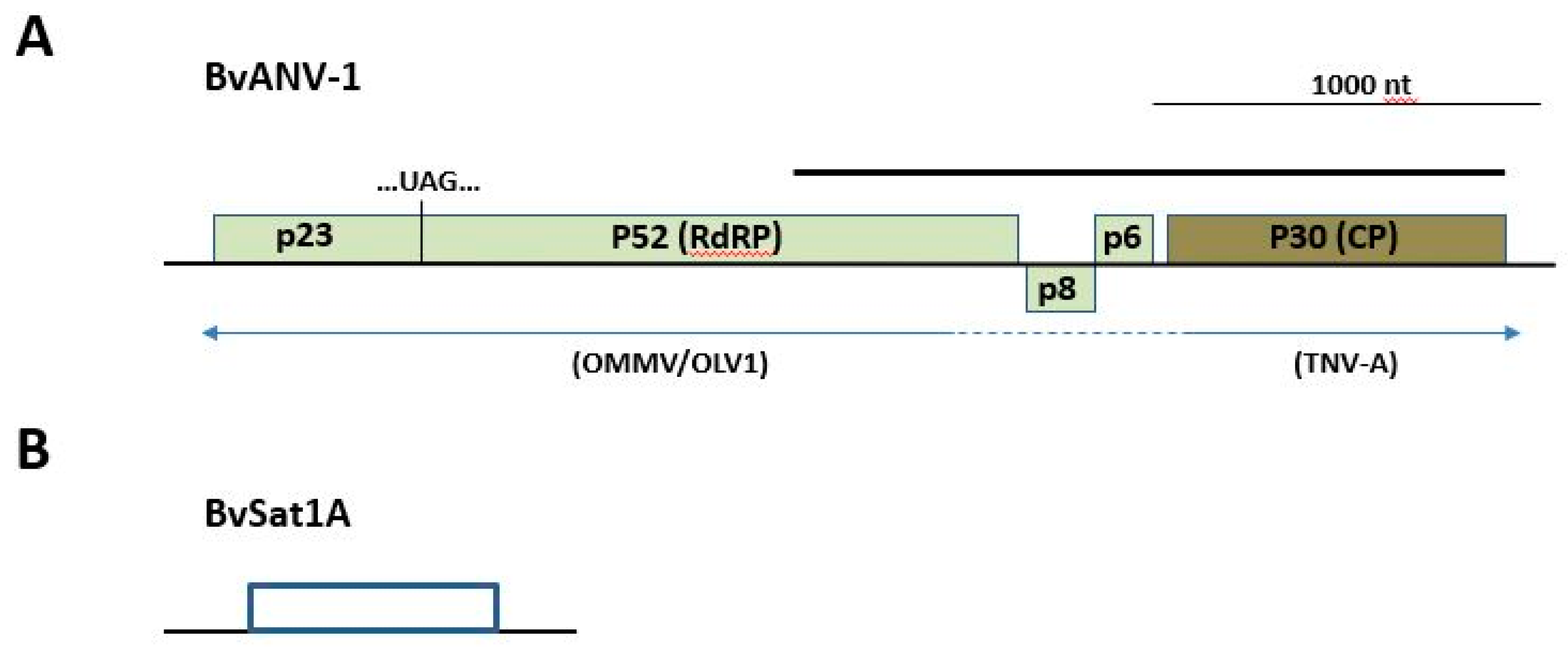 Viruses 12 00626 g004