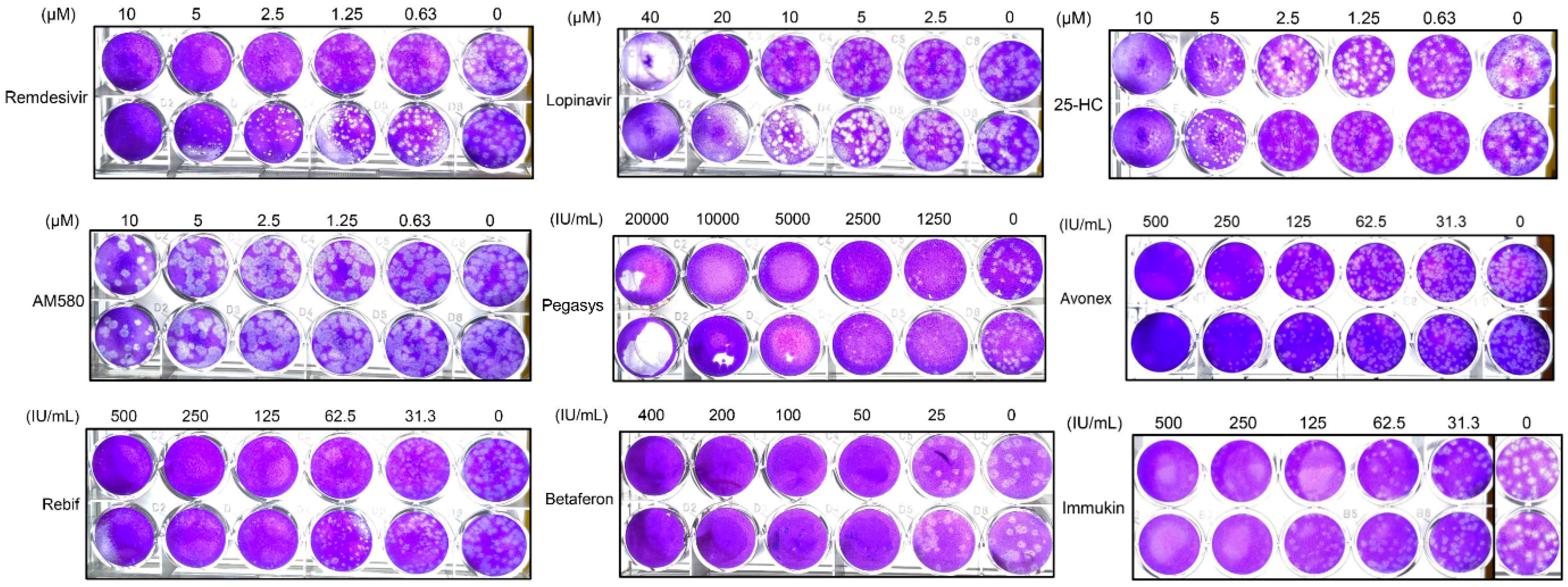 Viruses 12 00628 g004 Viruses 12 00628 g004