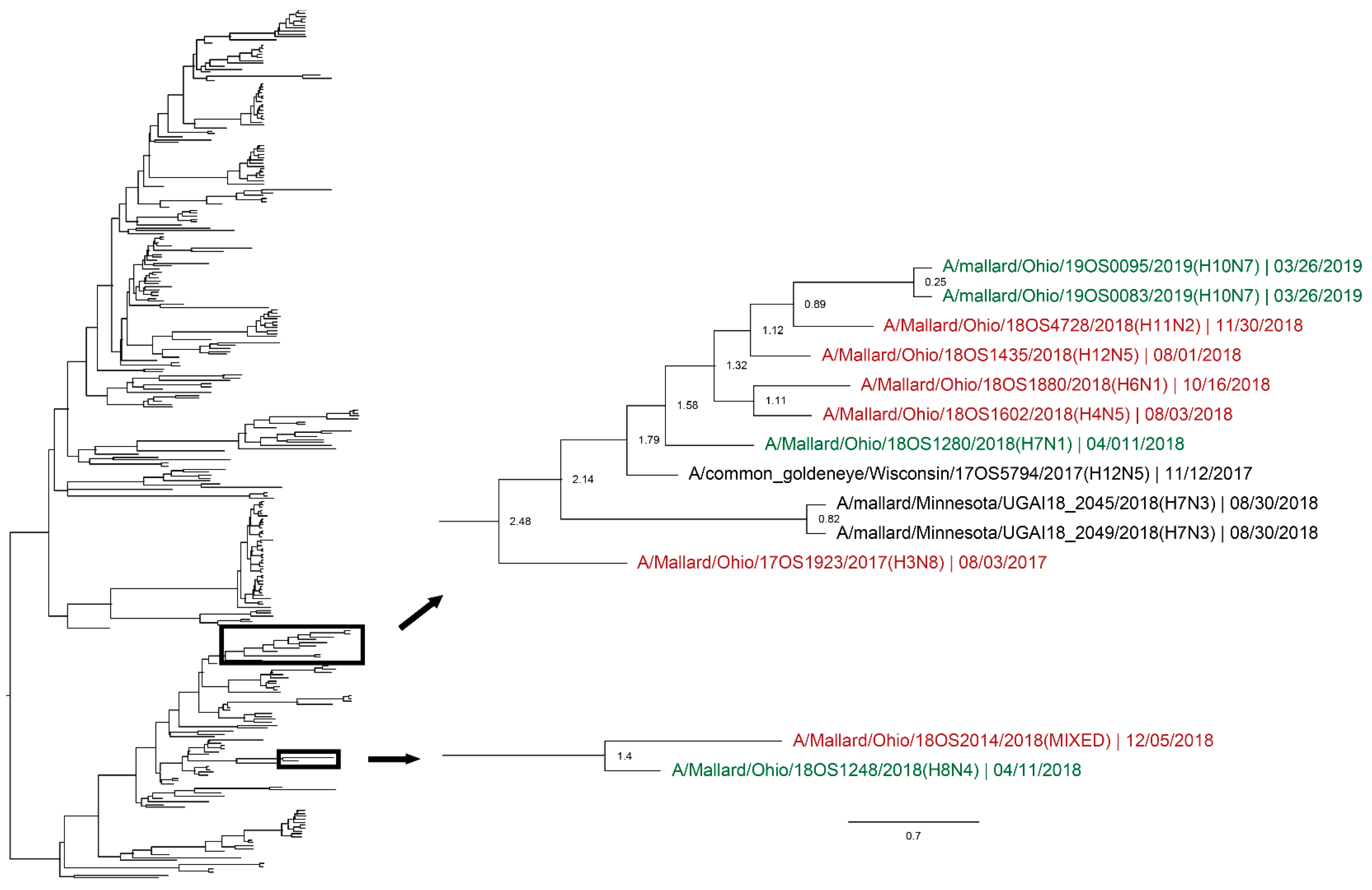 Viruses 12 00632 g004 Viruses 12 00632 g004