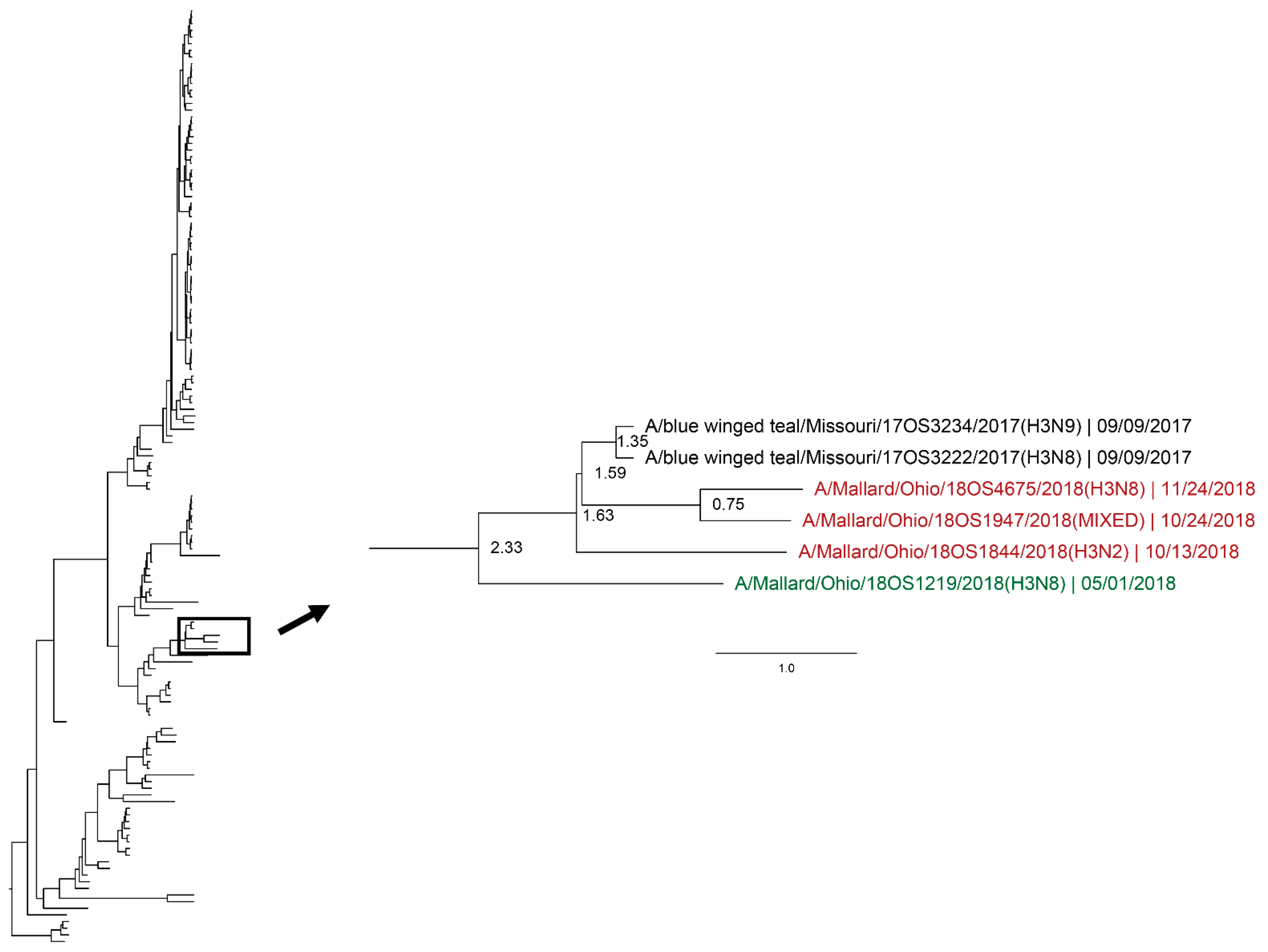 Viruses 12 00632 g006 Viruses 12 00632 g006