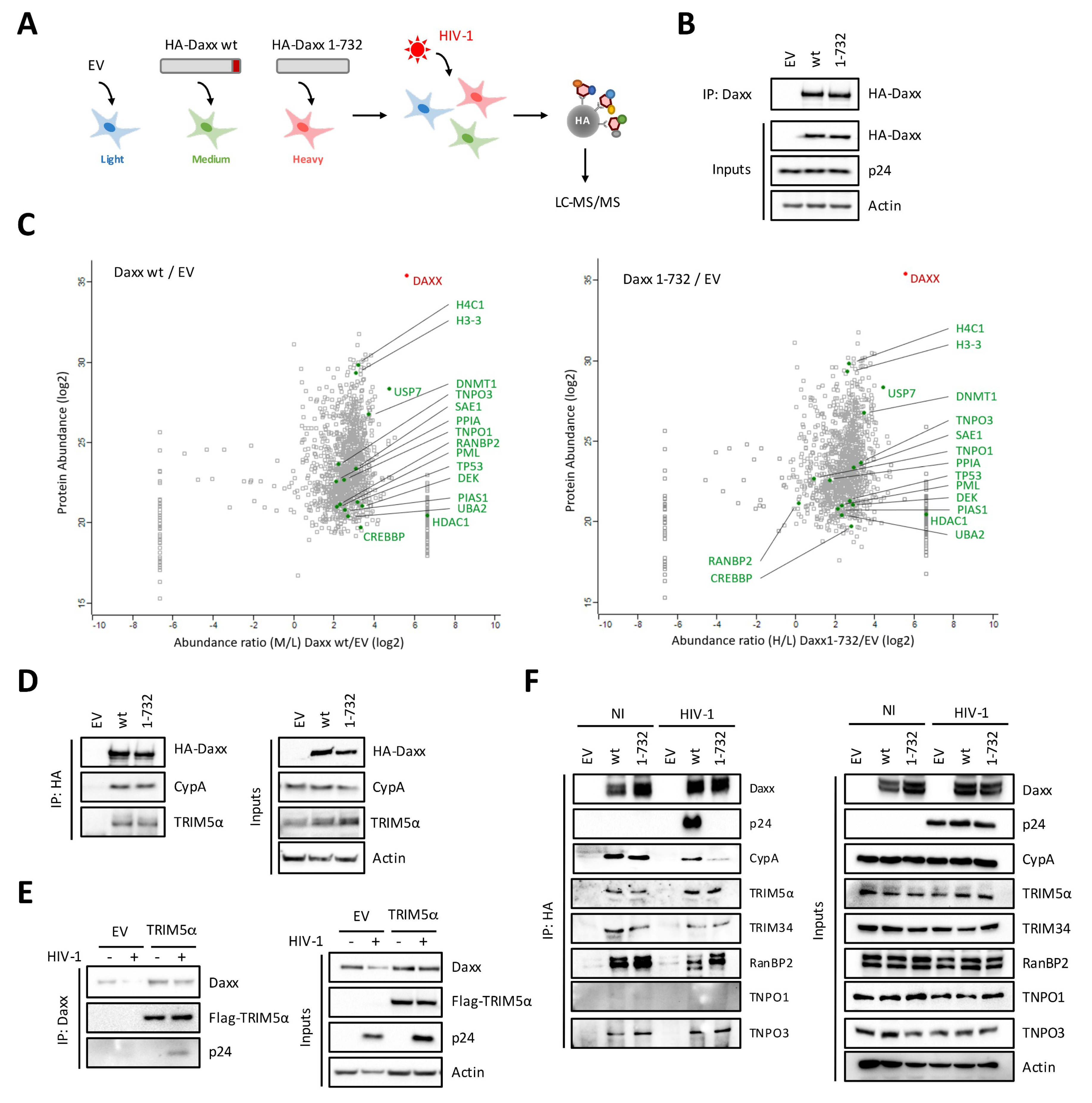 Viruses 12 00636 g003 Viruses 12 00636 g003