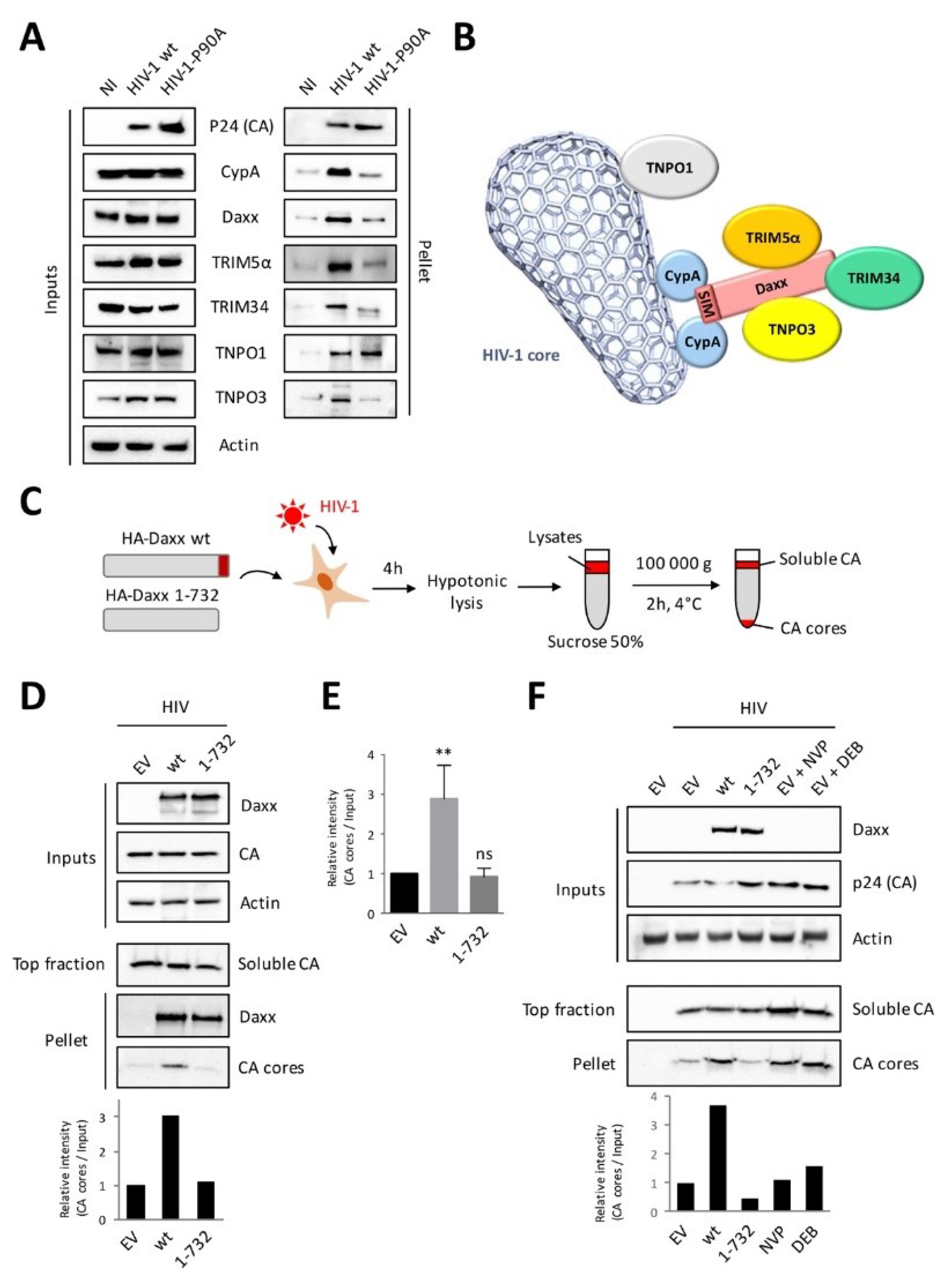 Viruses 12 00636 g004 Viruses 12 00636 g004