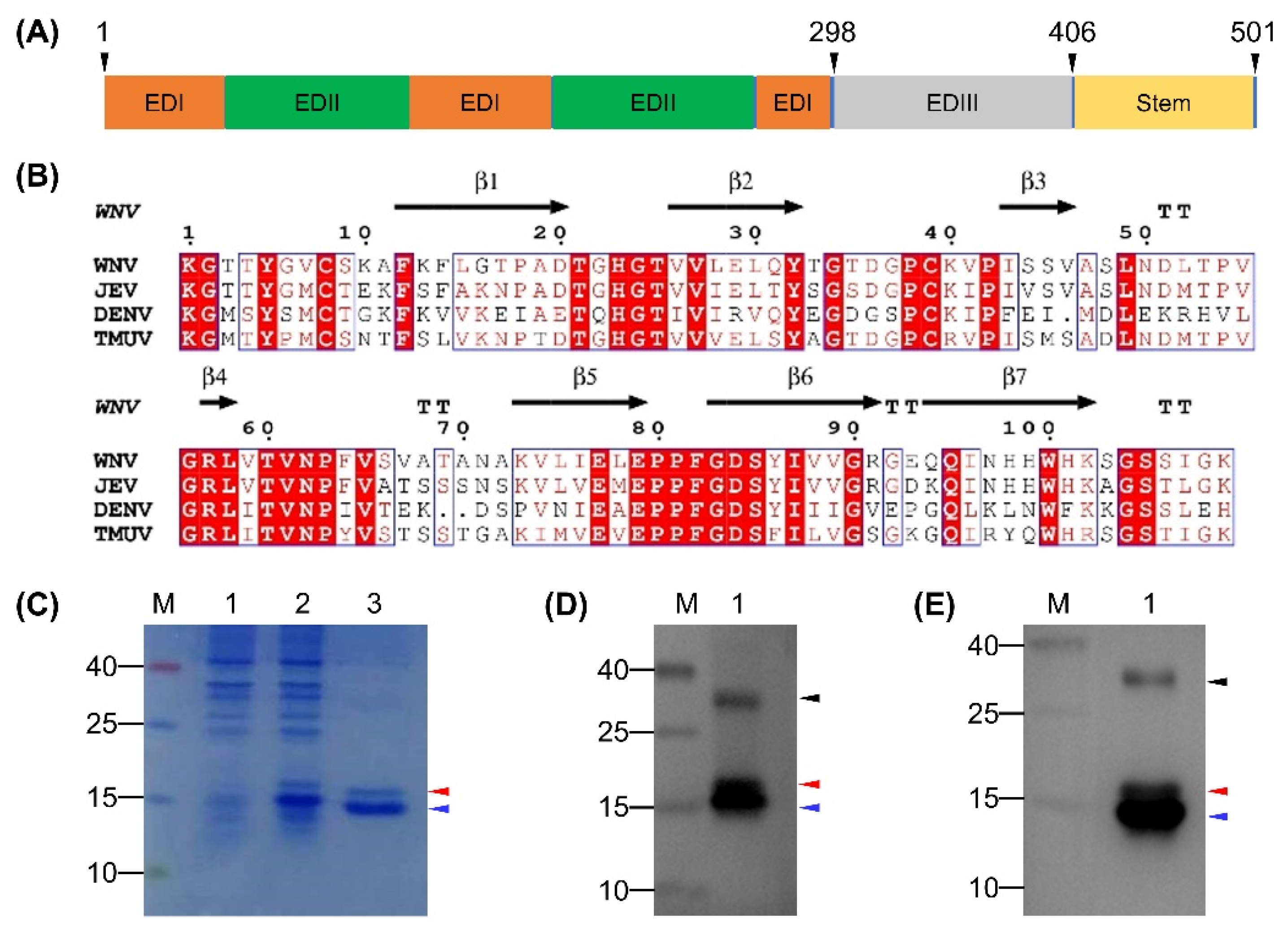 Viruses 12 00647 g001 Viruses 12 00647 g001