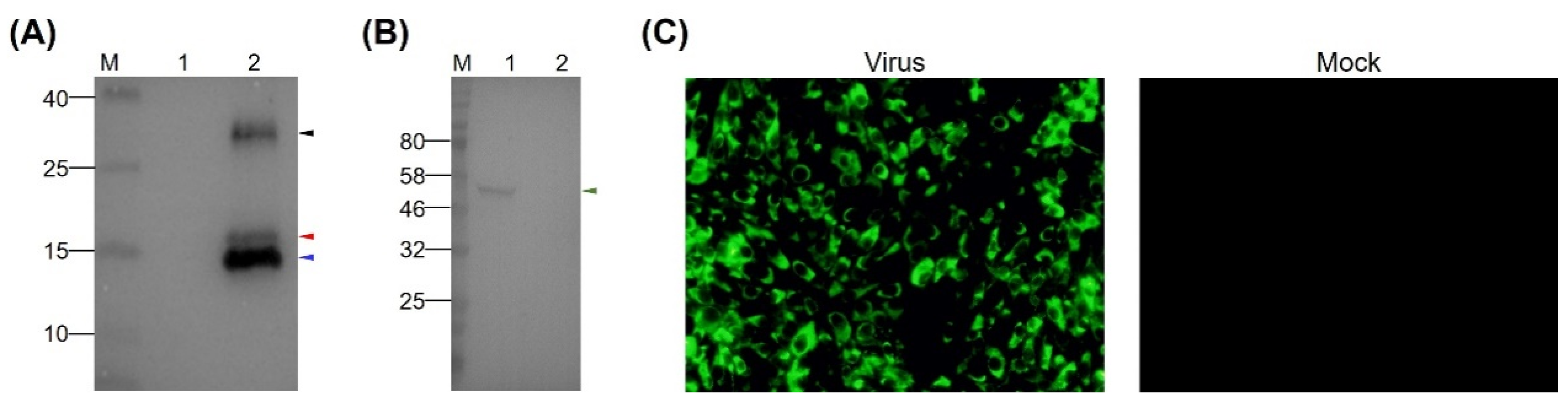 Viruses 12 00647 g002 Viruses 12 00647 g002