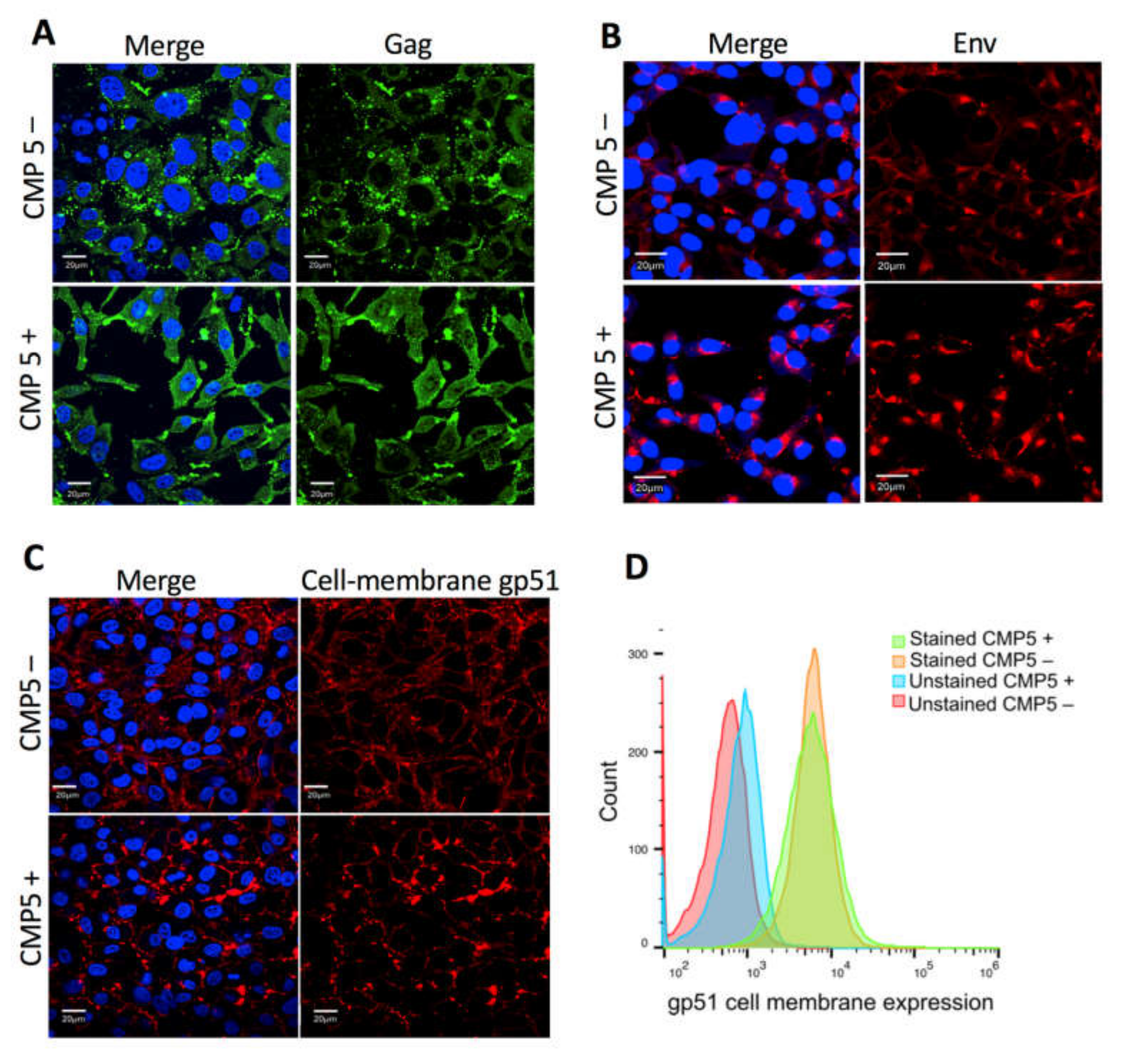 Viruses 12 00650 g008 Viruses 12 00650 g008