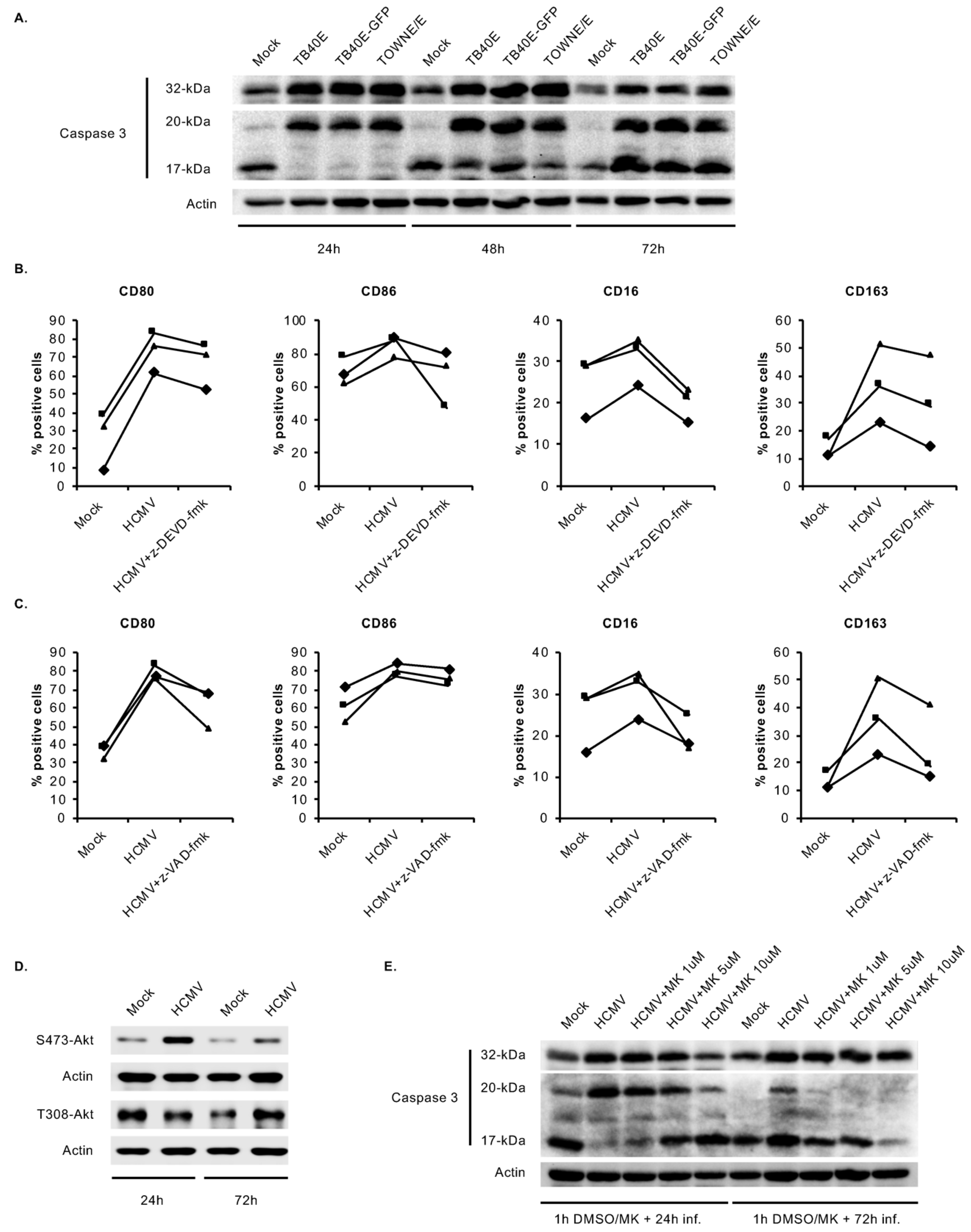 Viruses 12 00652 g005 Viruses 12 00652 g005
