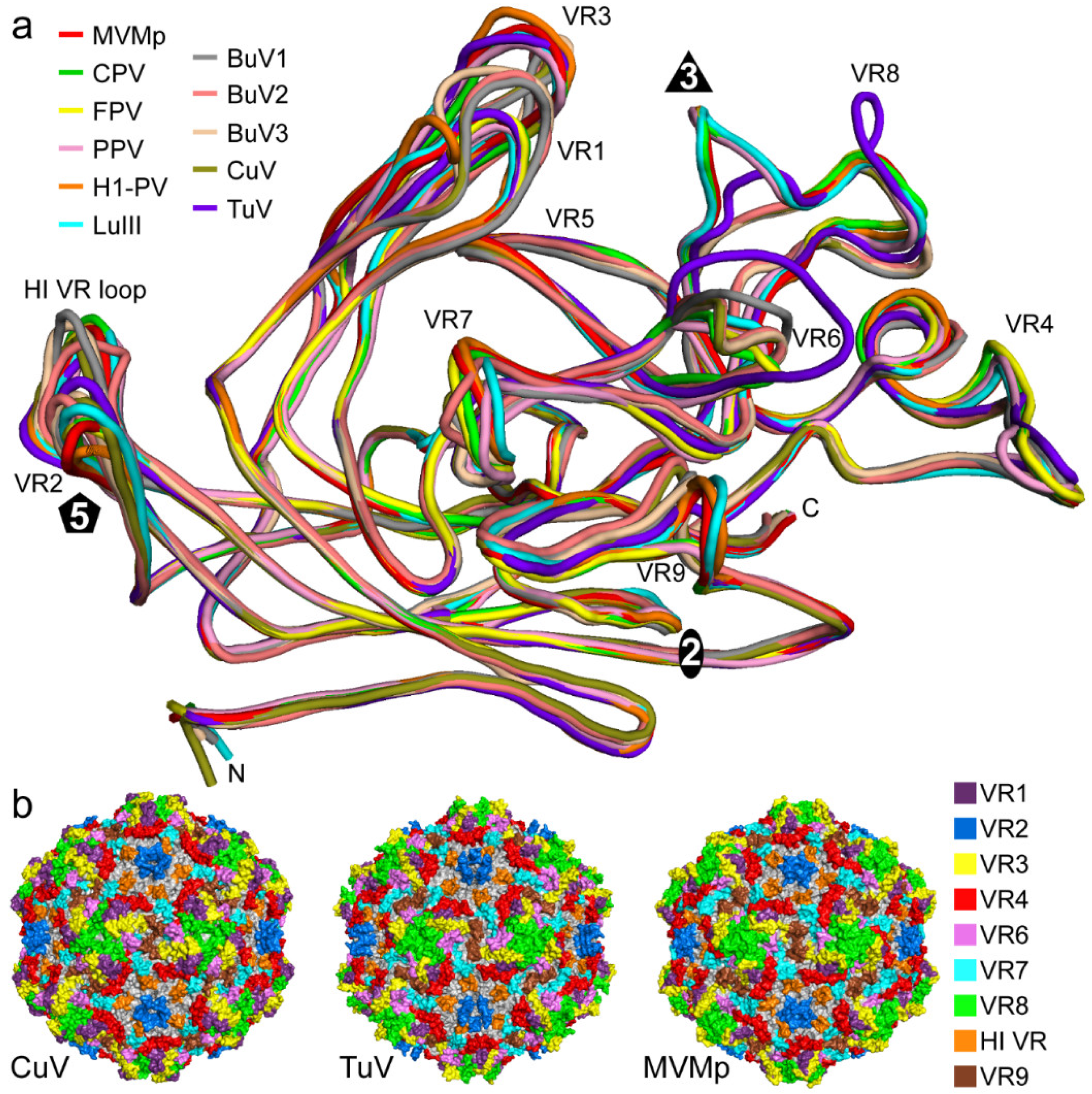 Viruses 12 00653 g004