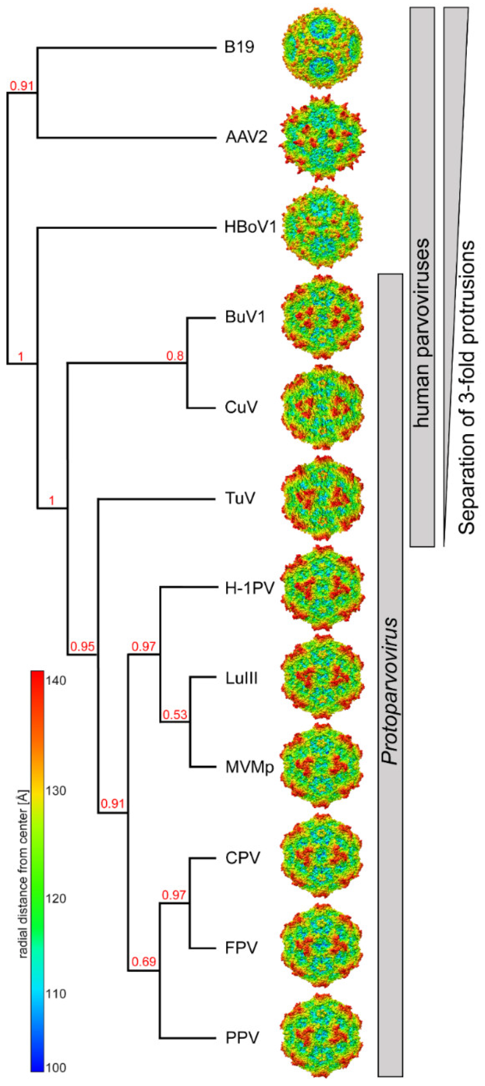 Viruses 12 00653 g005