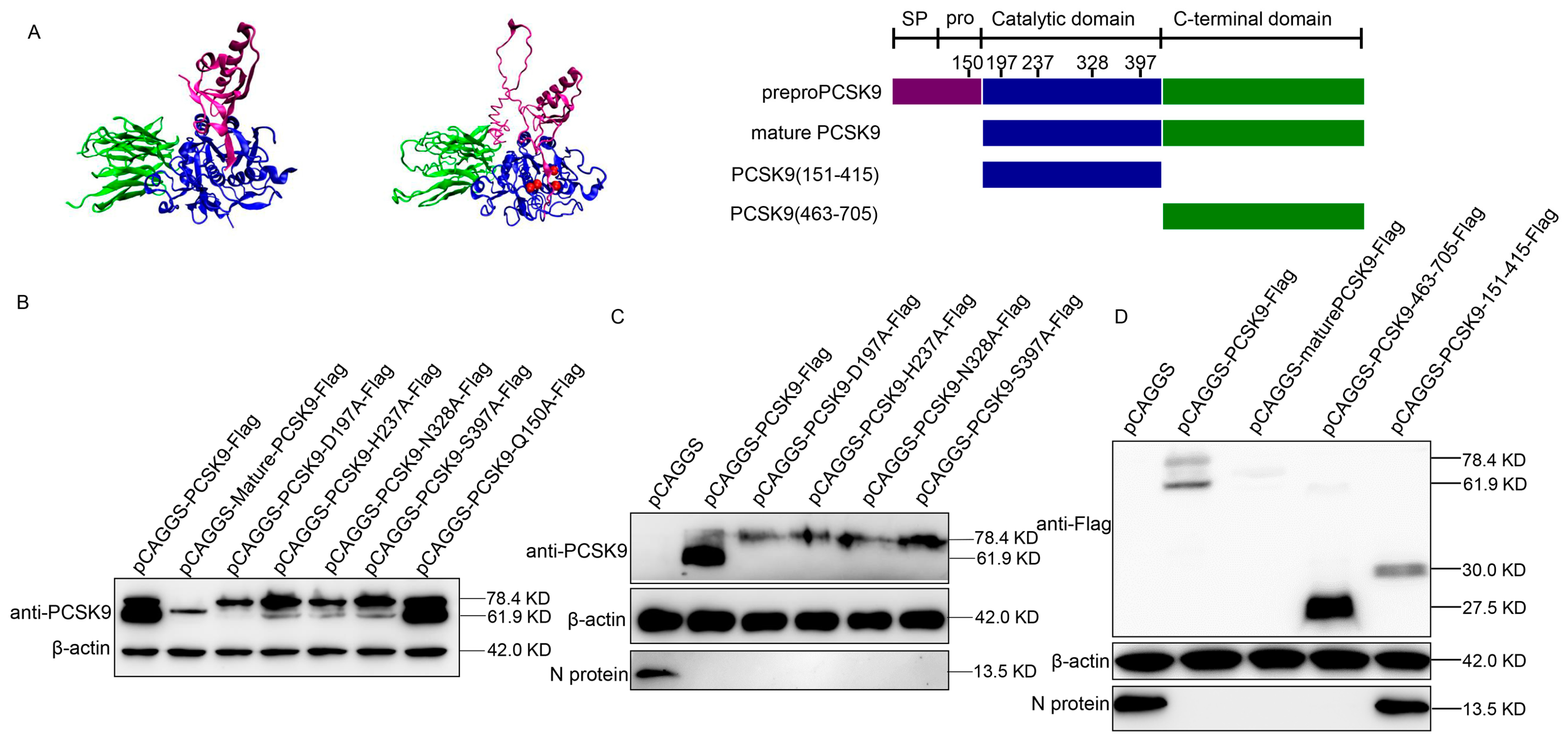Viruses 12 00655 g002 Viruses 12 00655 g002