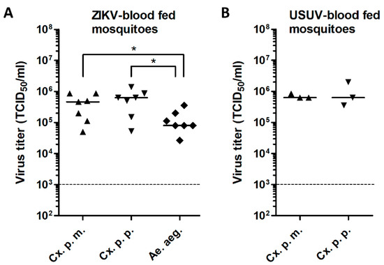 Viruses Free Full Text Forced Zika Virus Infection Of Culex Pipiens Leads To Limited Virus Accumulation In Mosquito Saliva Html