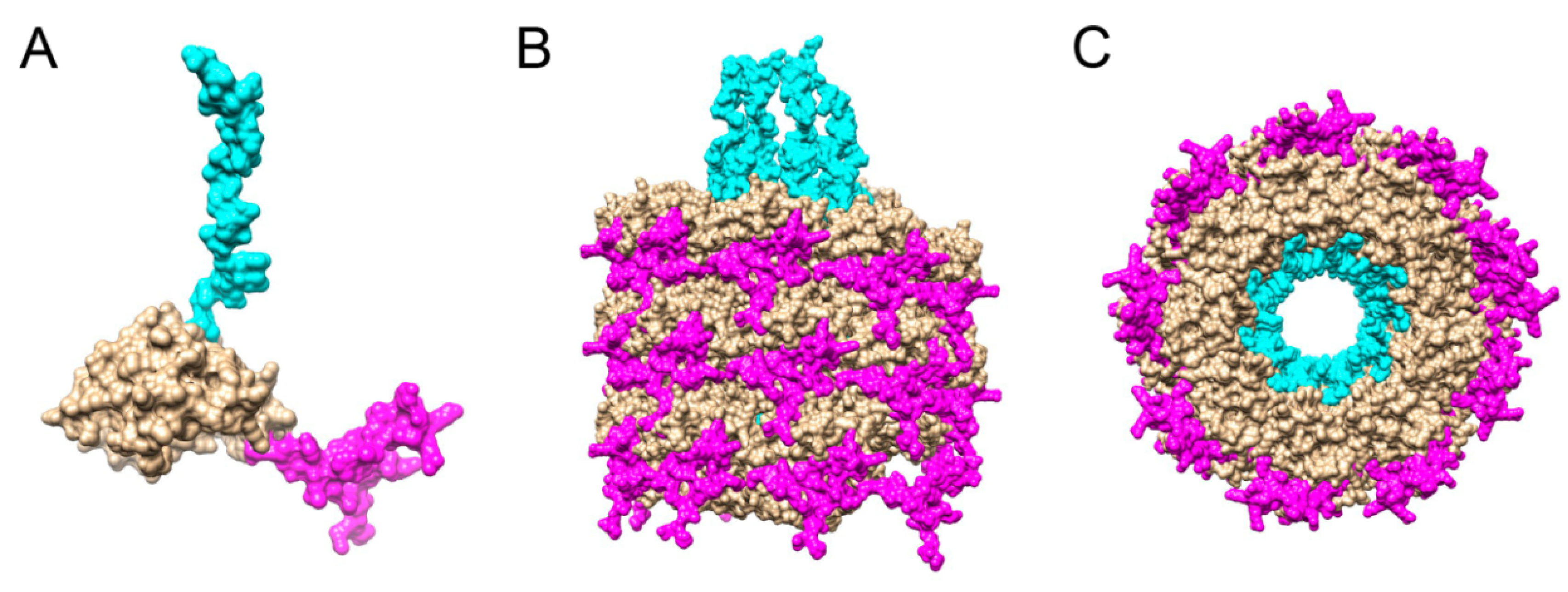 Viruses 12 00661 g001 Viruses 12 00661 g001