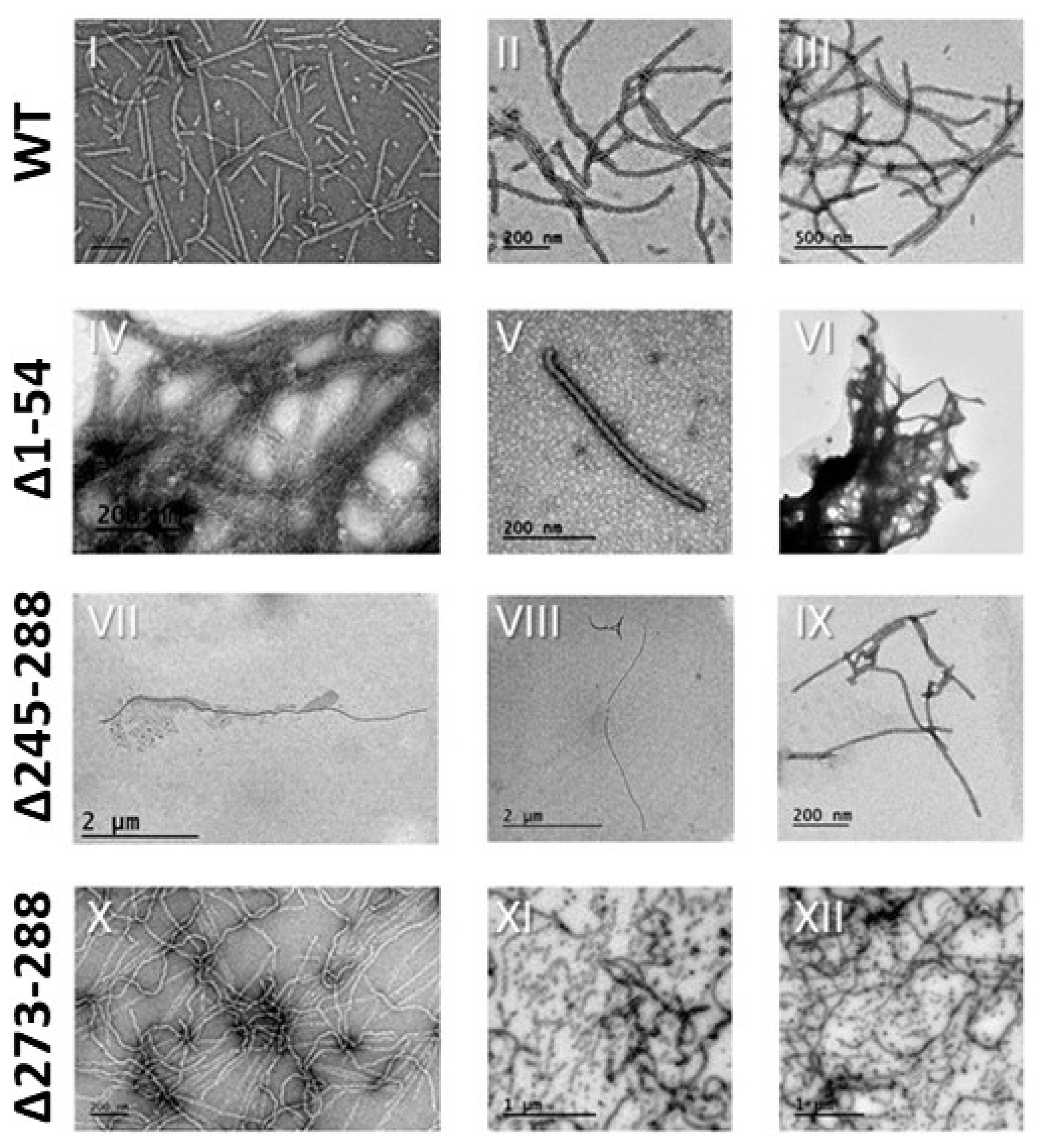 Viruses 12 00661 g004 Viruses 12 00661 g004