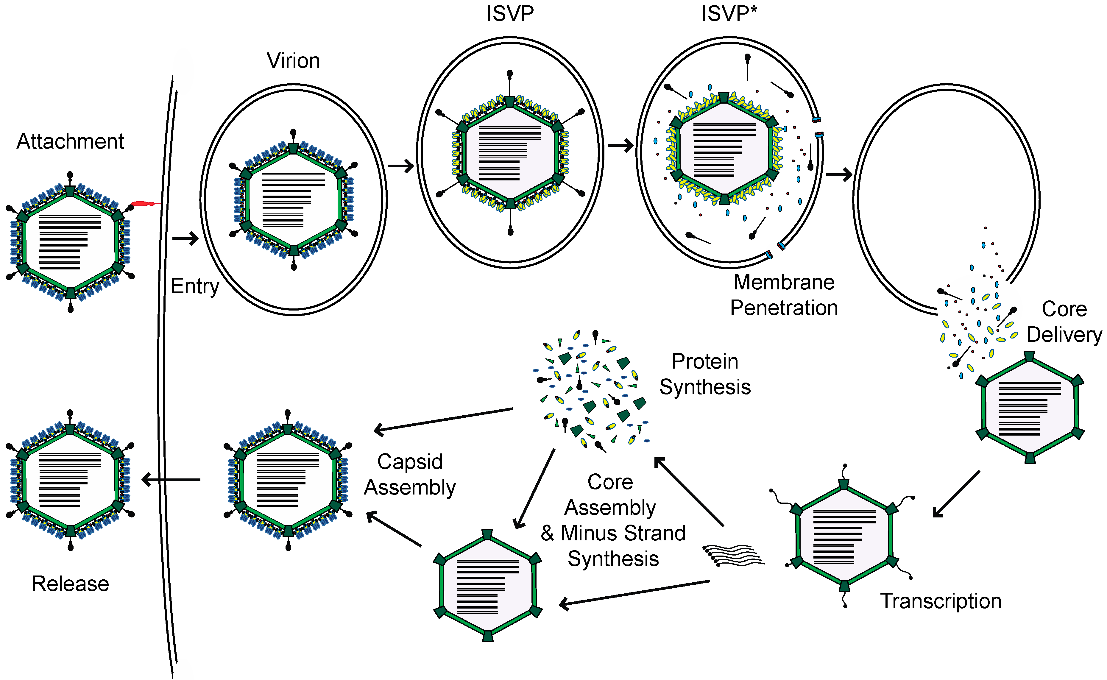 Viruses Free Full Text Recognition Of Reovirus Rnas By The Innate Immune System Html