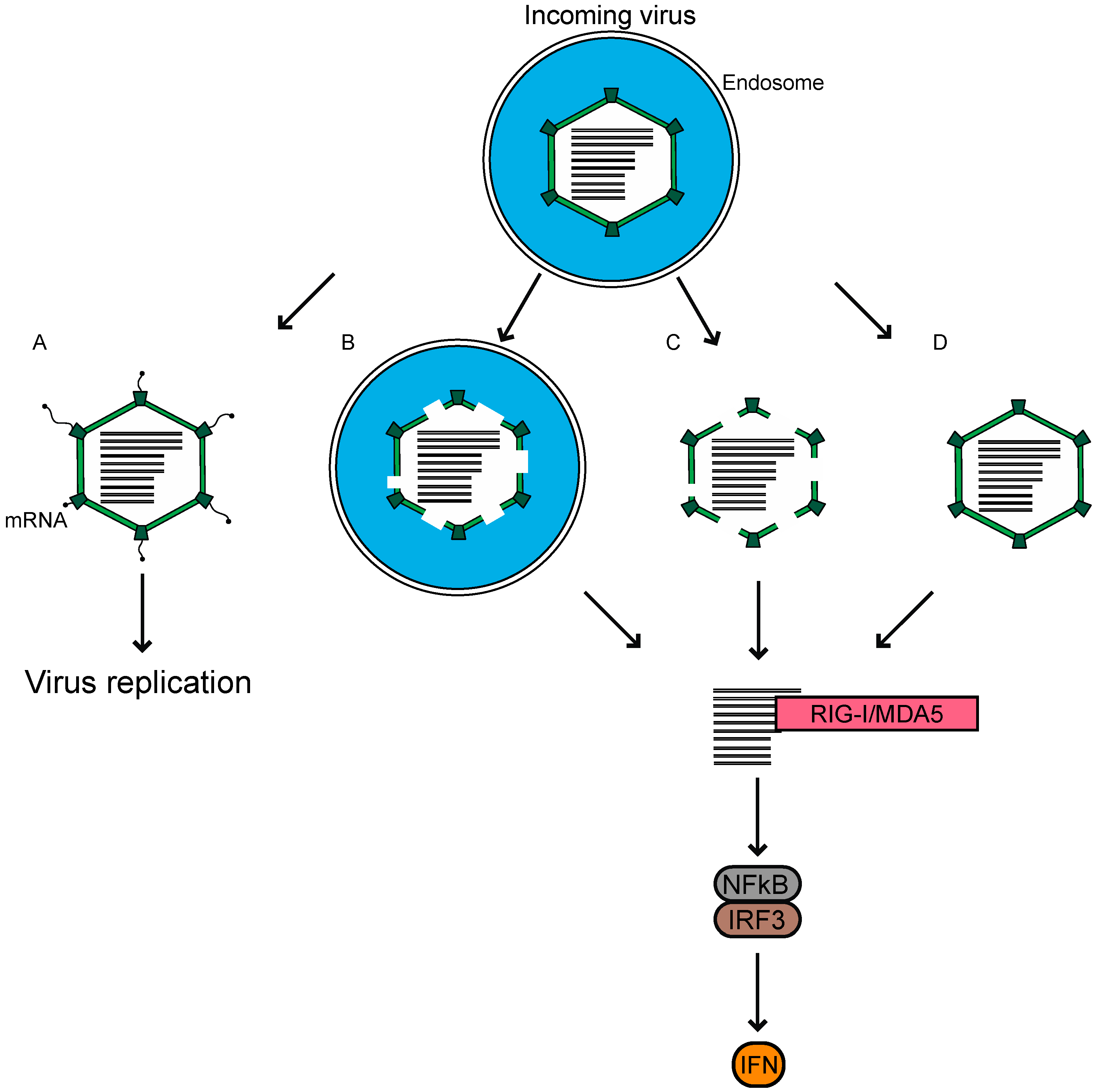Viruses 12 00667 g002