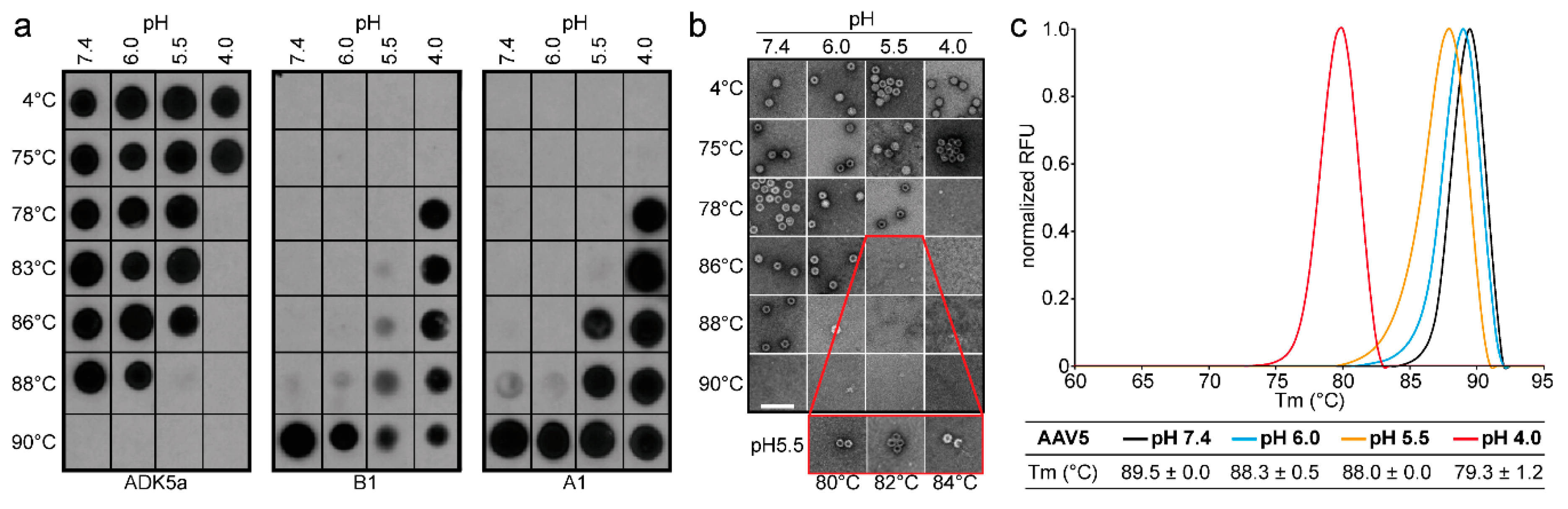 Viruses 12 00668 g003