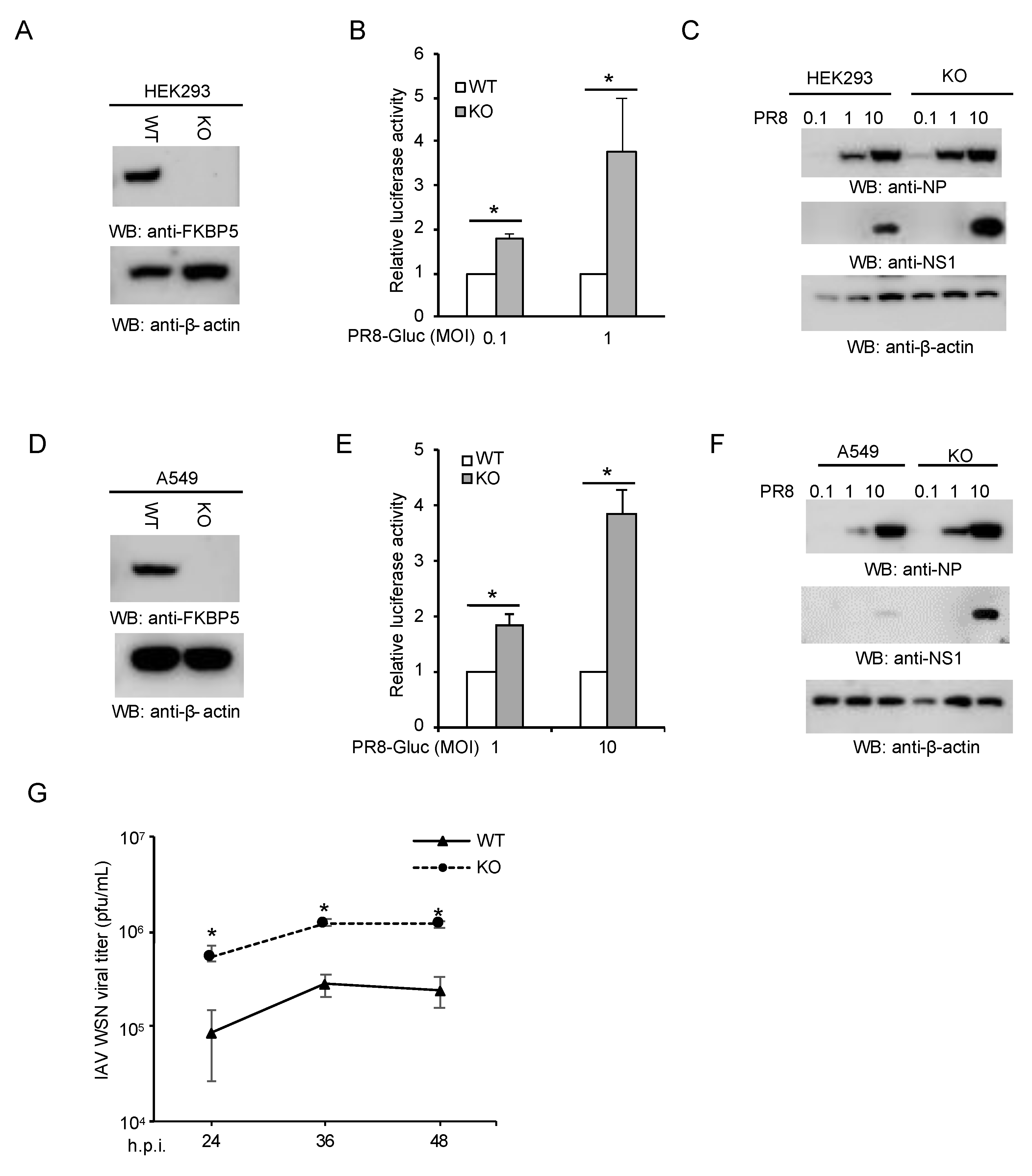 Viruses 12 00672 g001