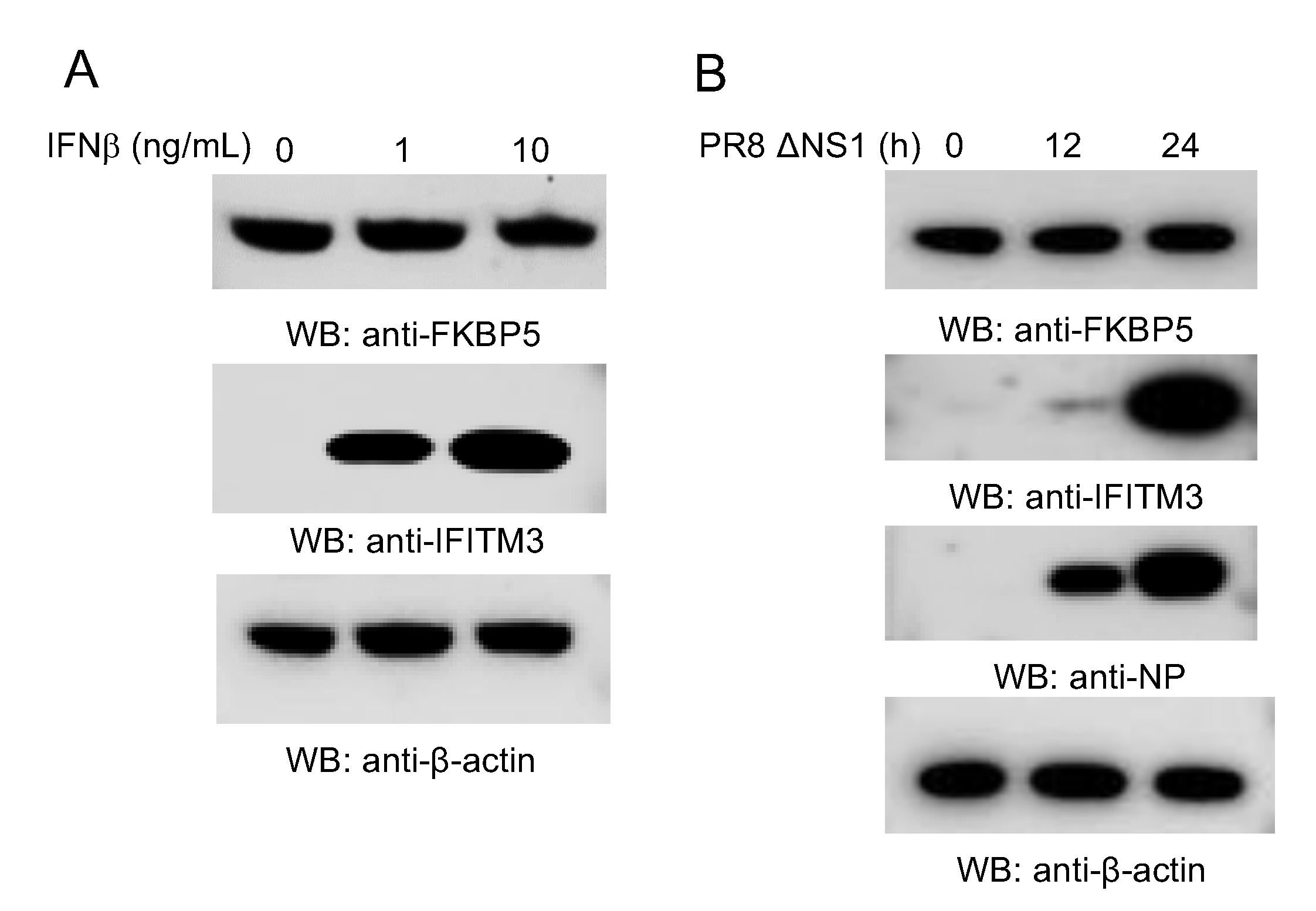 Viruses 12 00672 g002