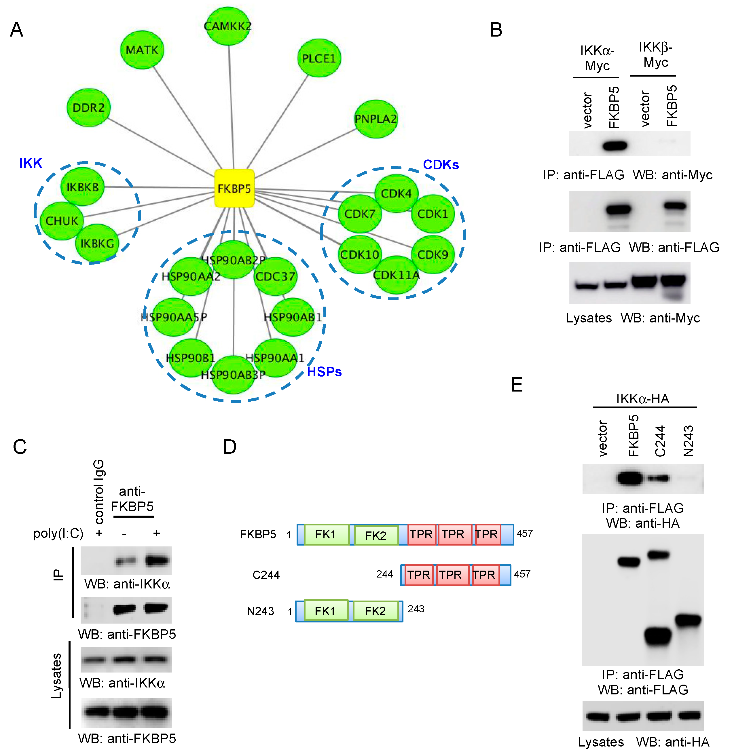 Viruses 12 00672 g003