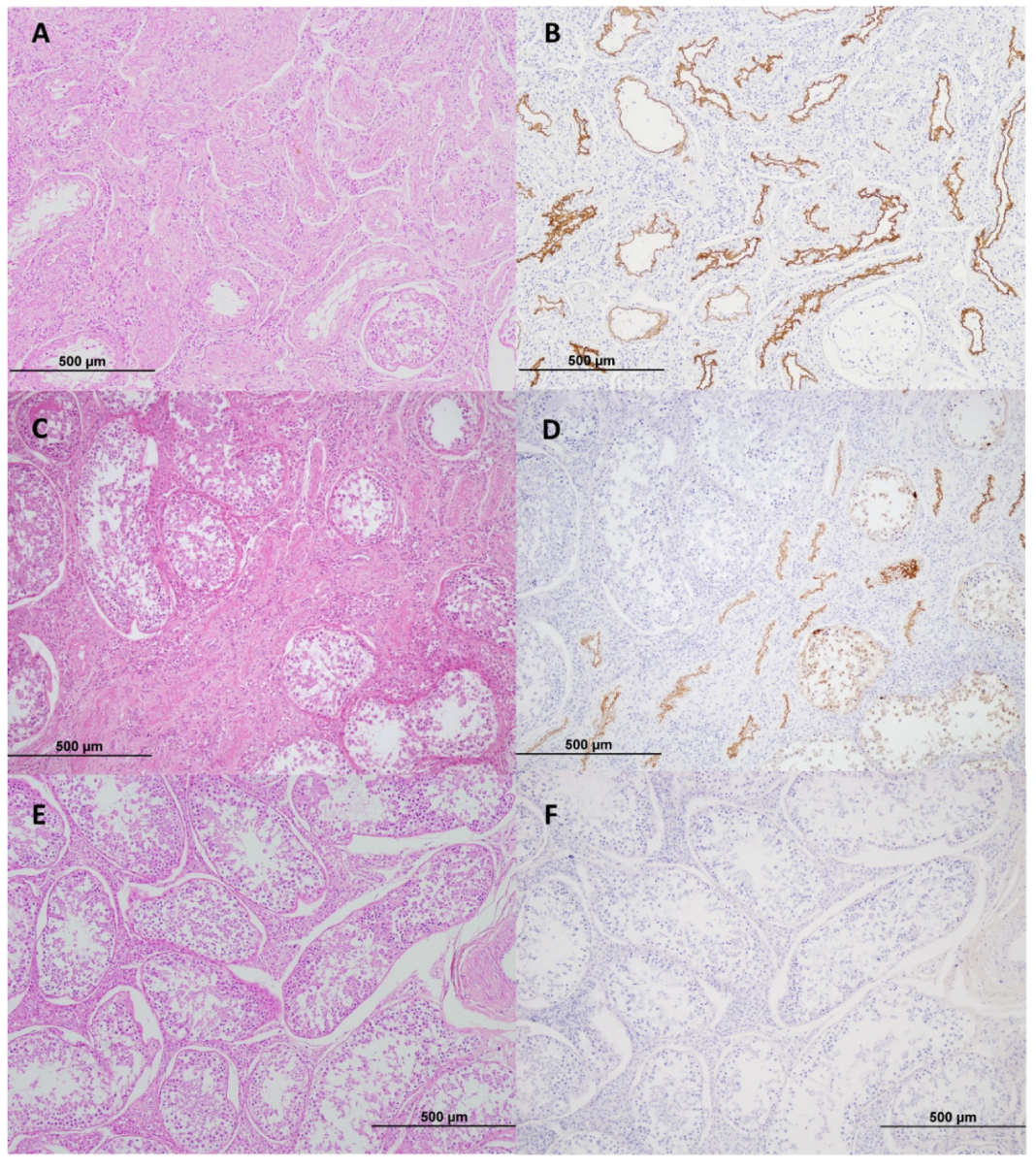 Viruses 12 00674 g002