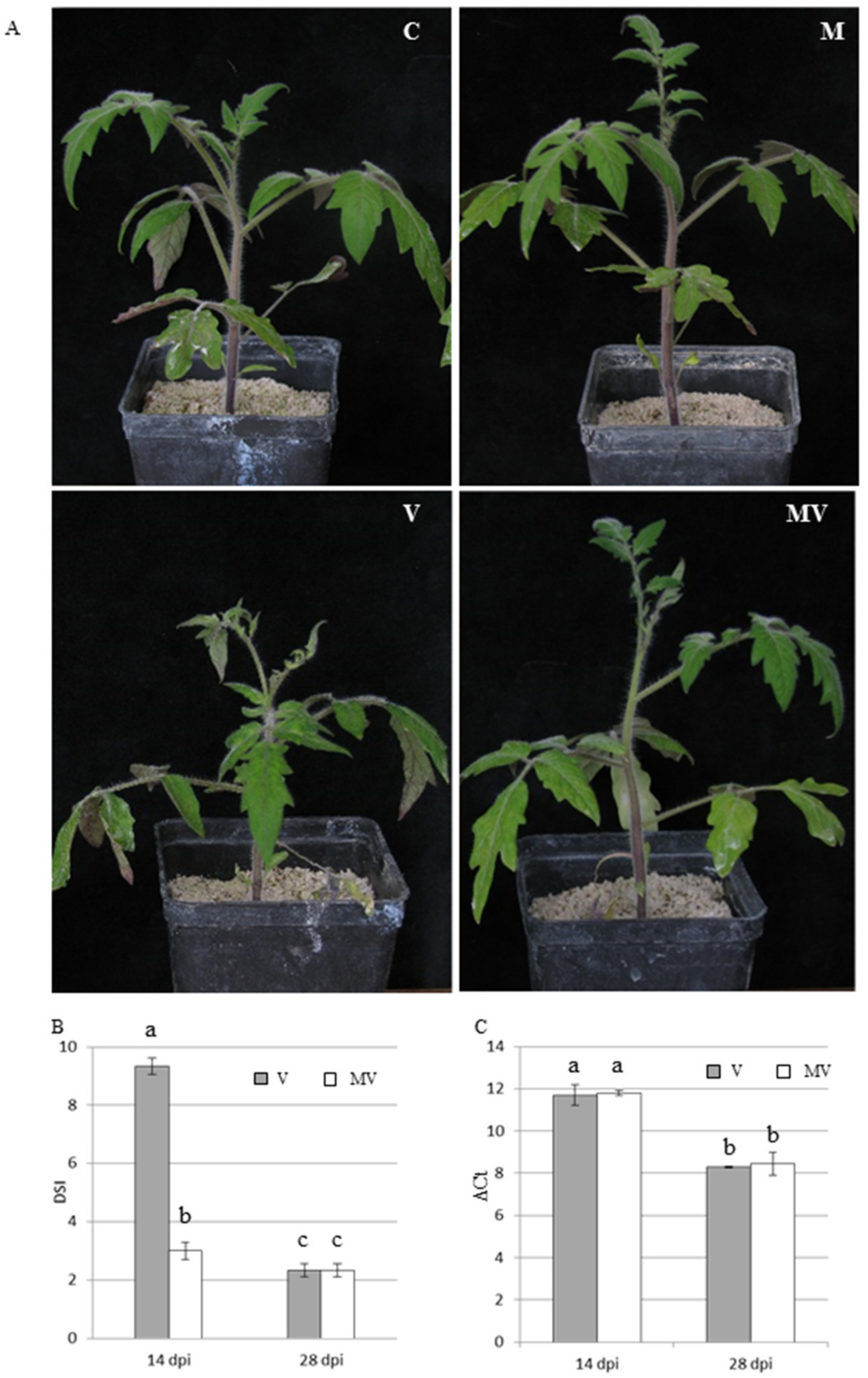Viruses 12 00675 g002