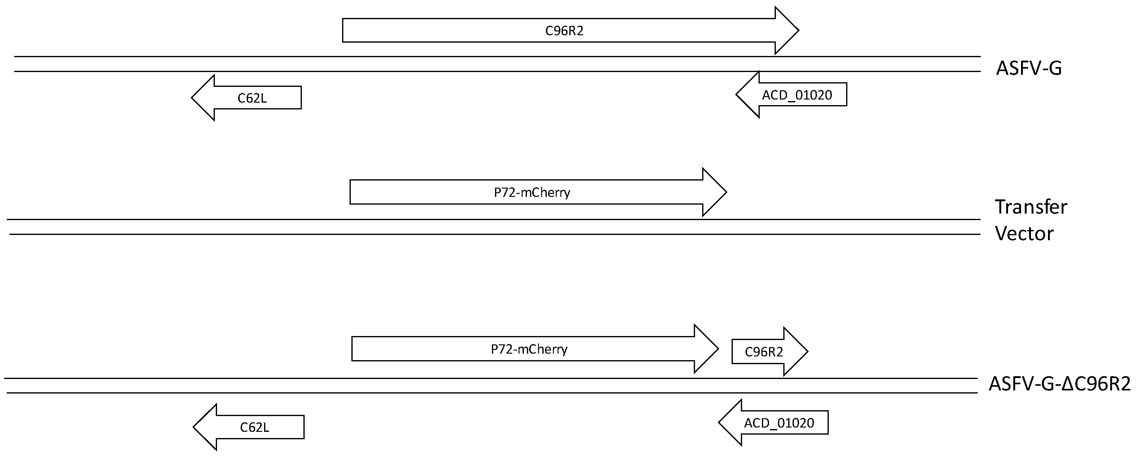 Viruses 12 00676 g003