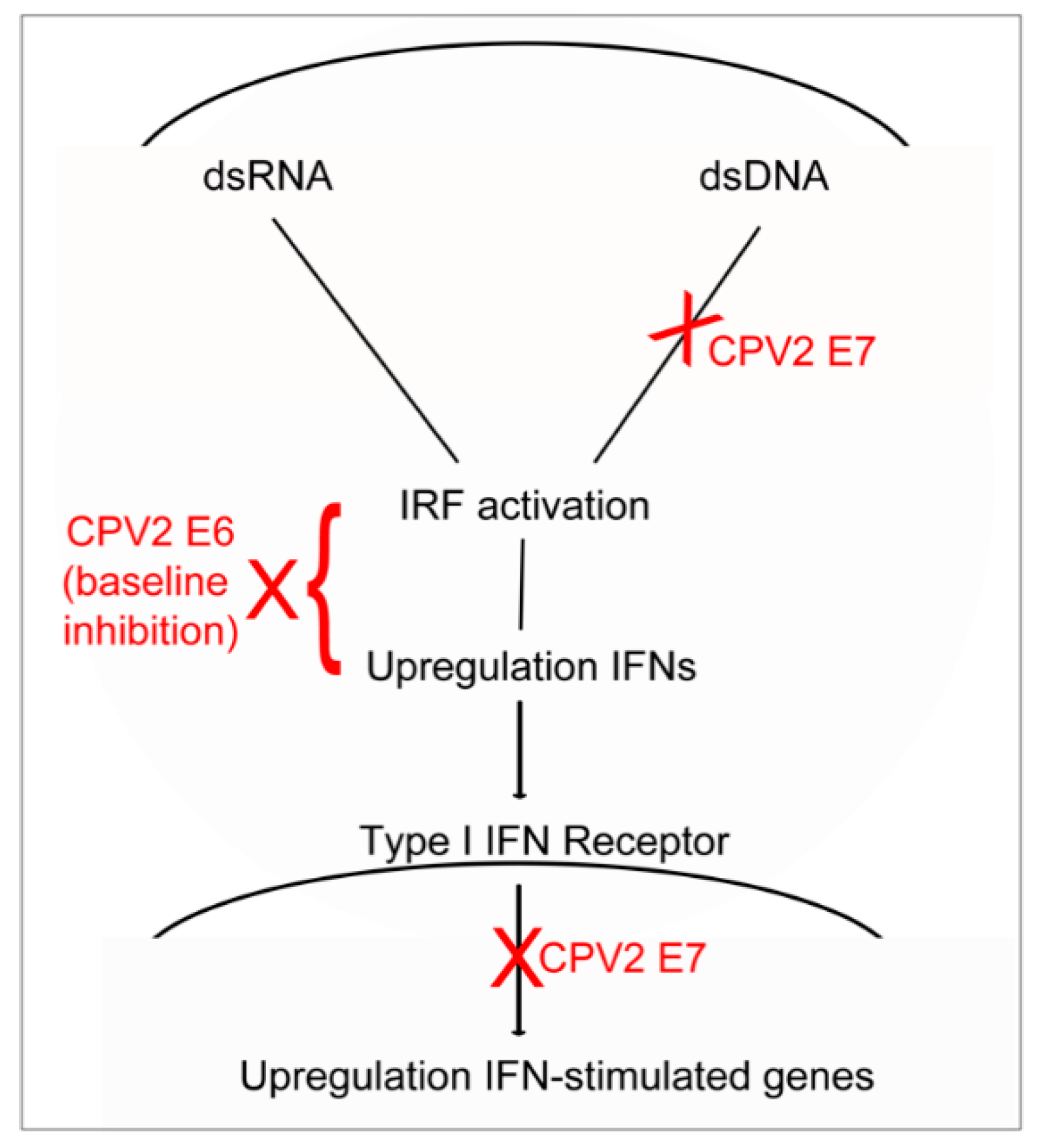 Viruses 12 00677 g005